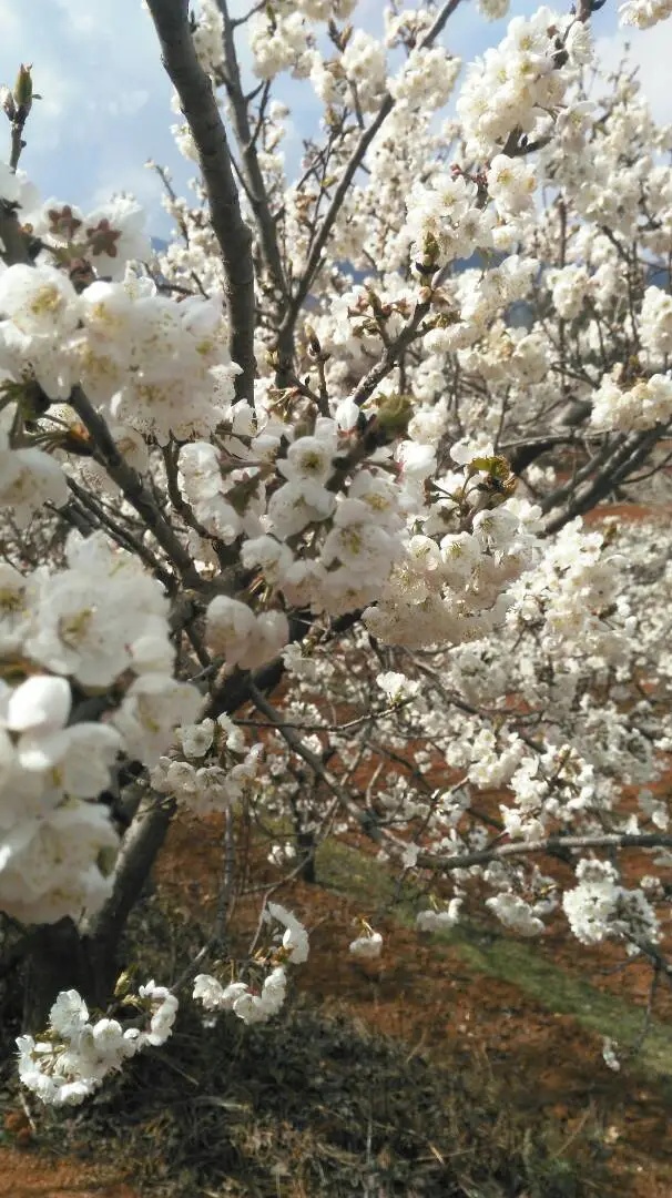 茅坡樱红旅游景区