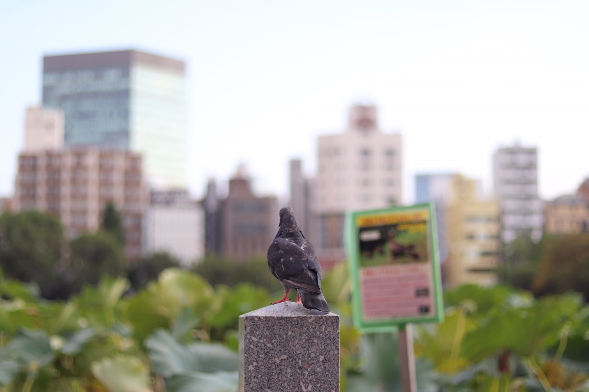 東京自助遊攻略