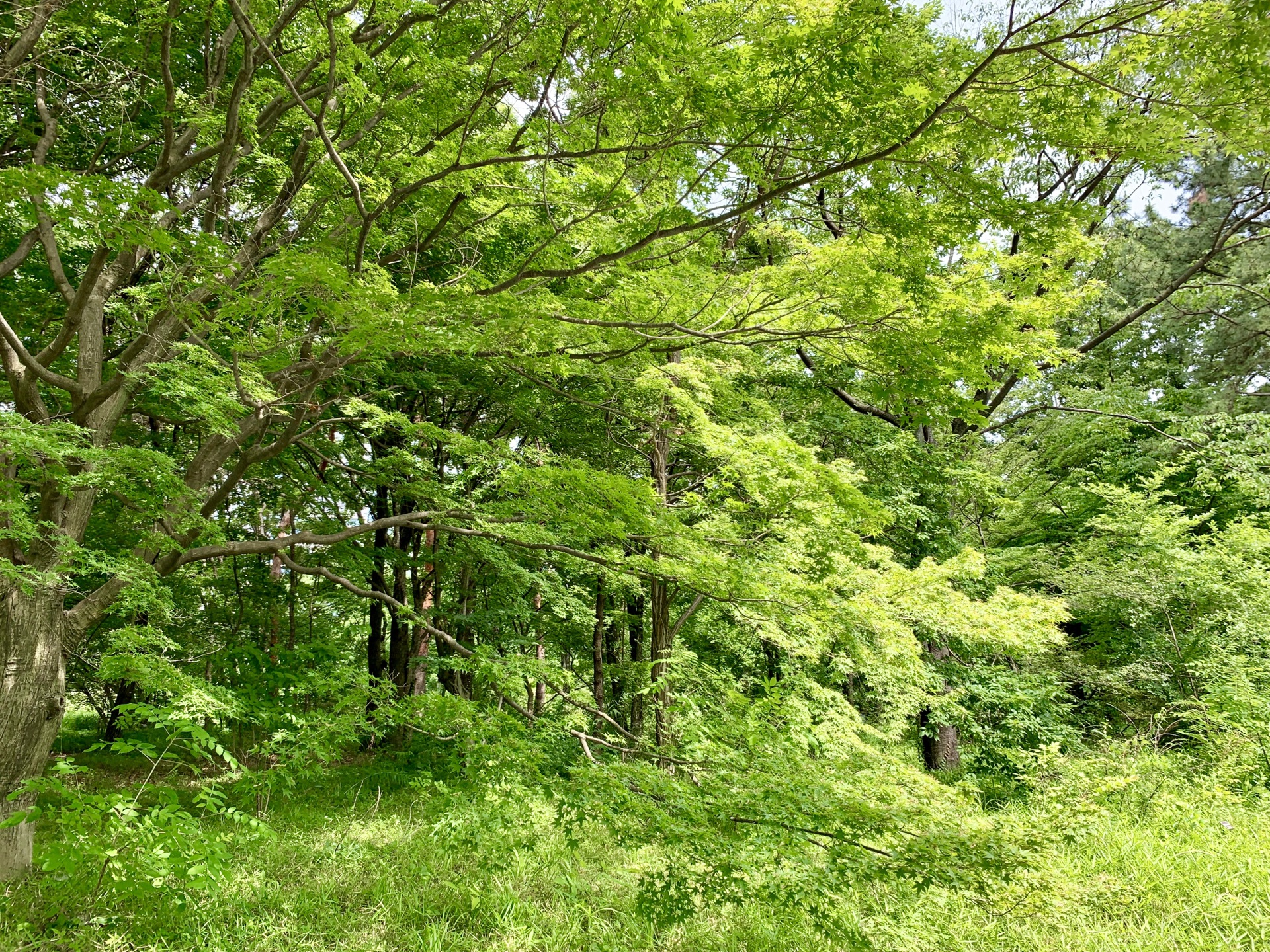 東京自助遊攻略