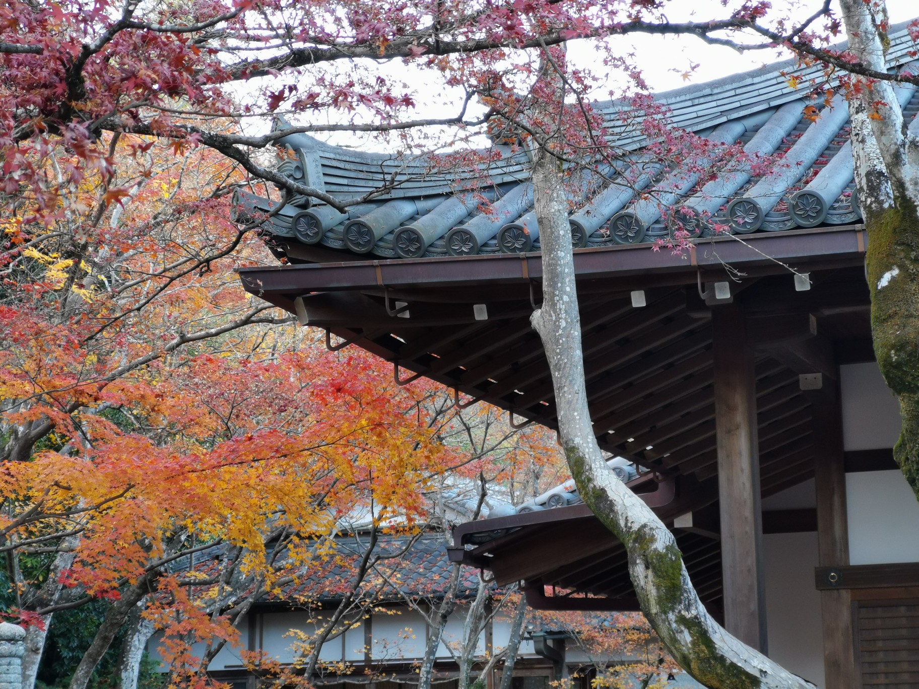 京都自助遊攻略