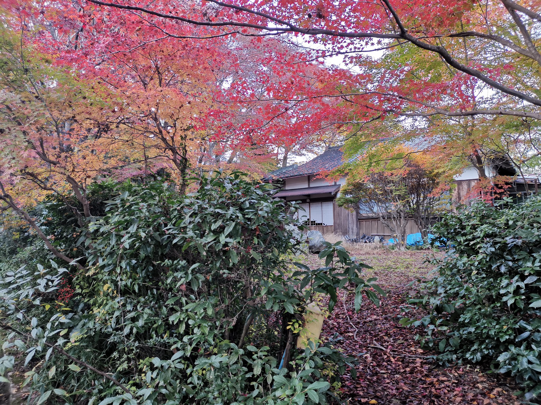 京都自助遊攻略