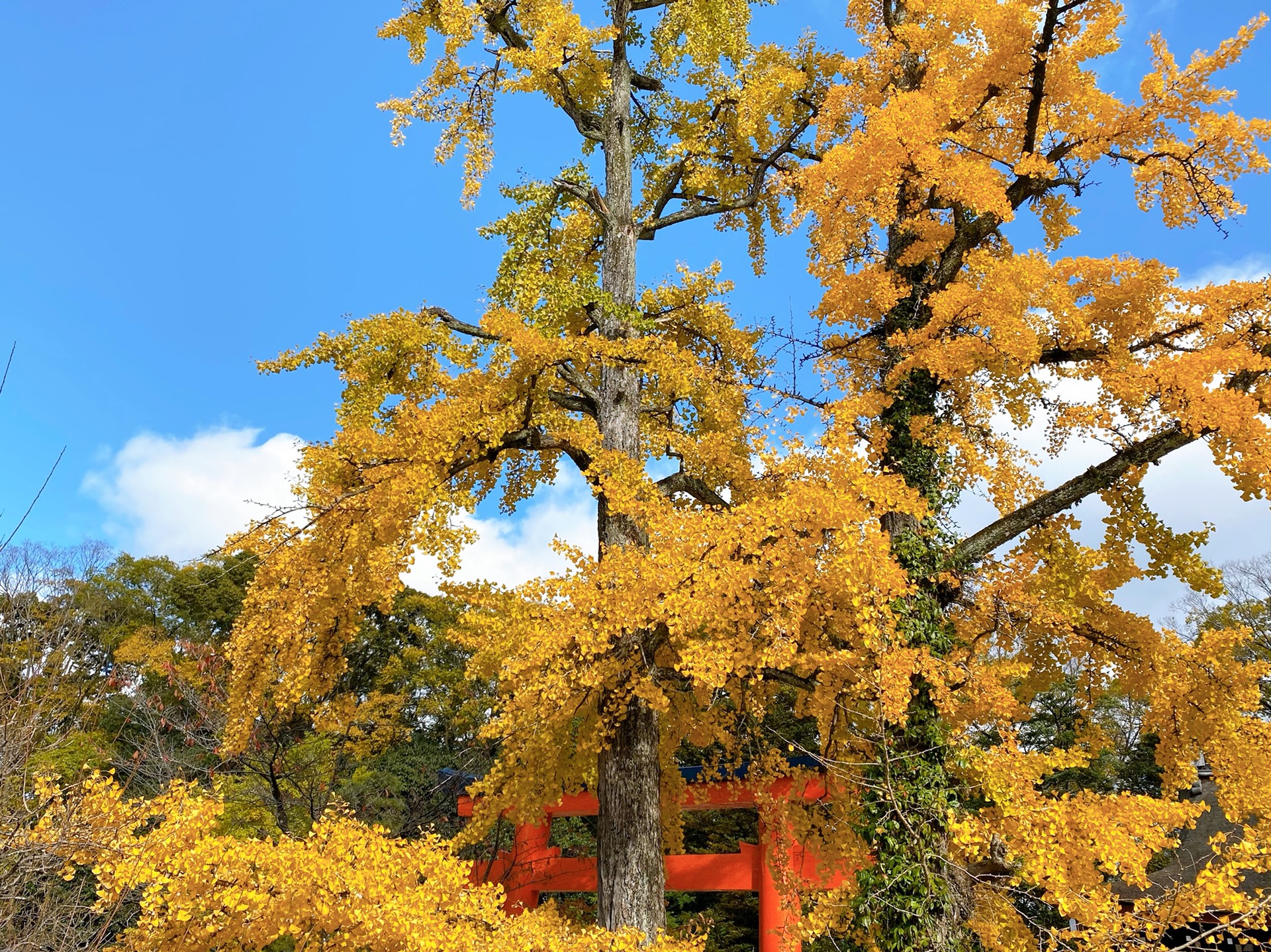 京都自助遊攻略