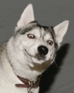 那啥,就不磨叽了.咱直接开整吧,今天咋突然zei口音?