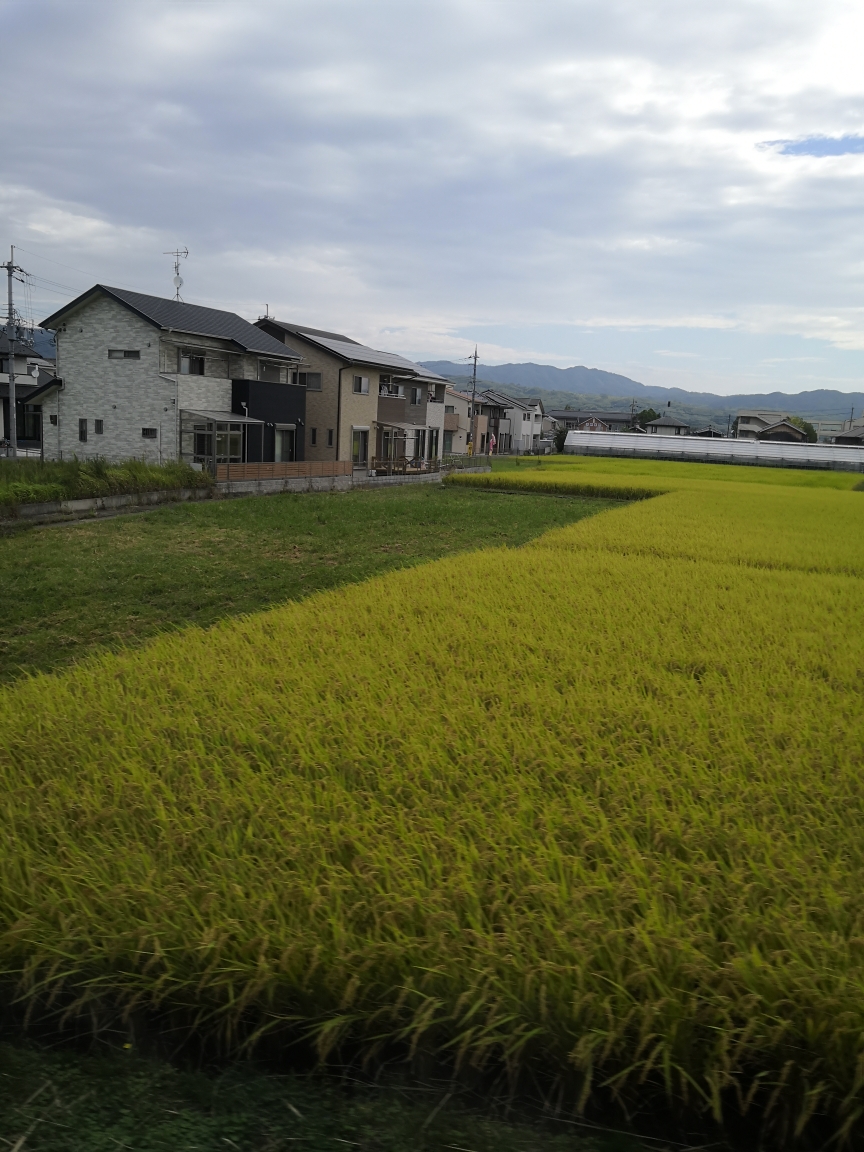 京都自助遊攻略