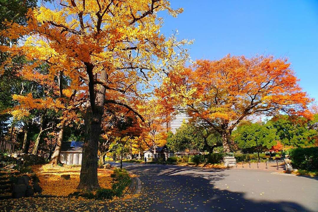 東京自助遊攻略