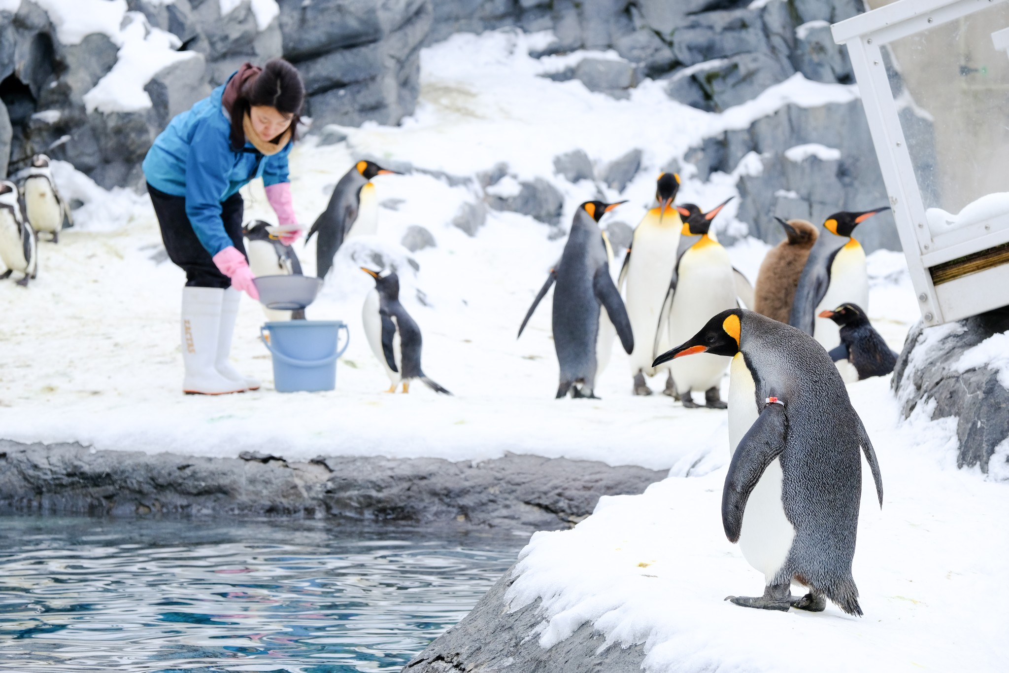 北海道自助遊攻略