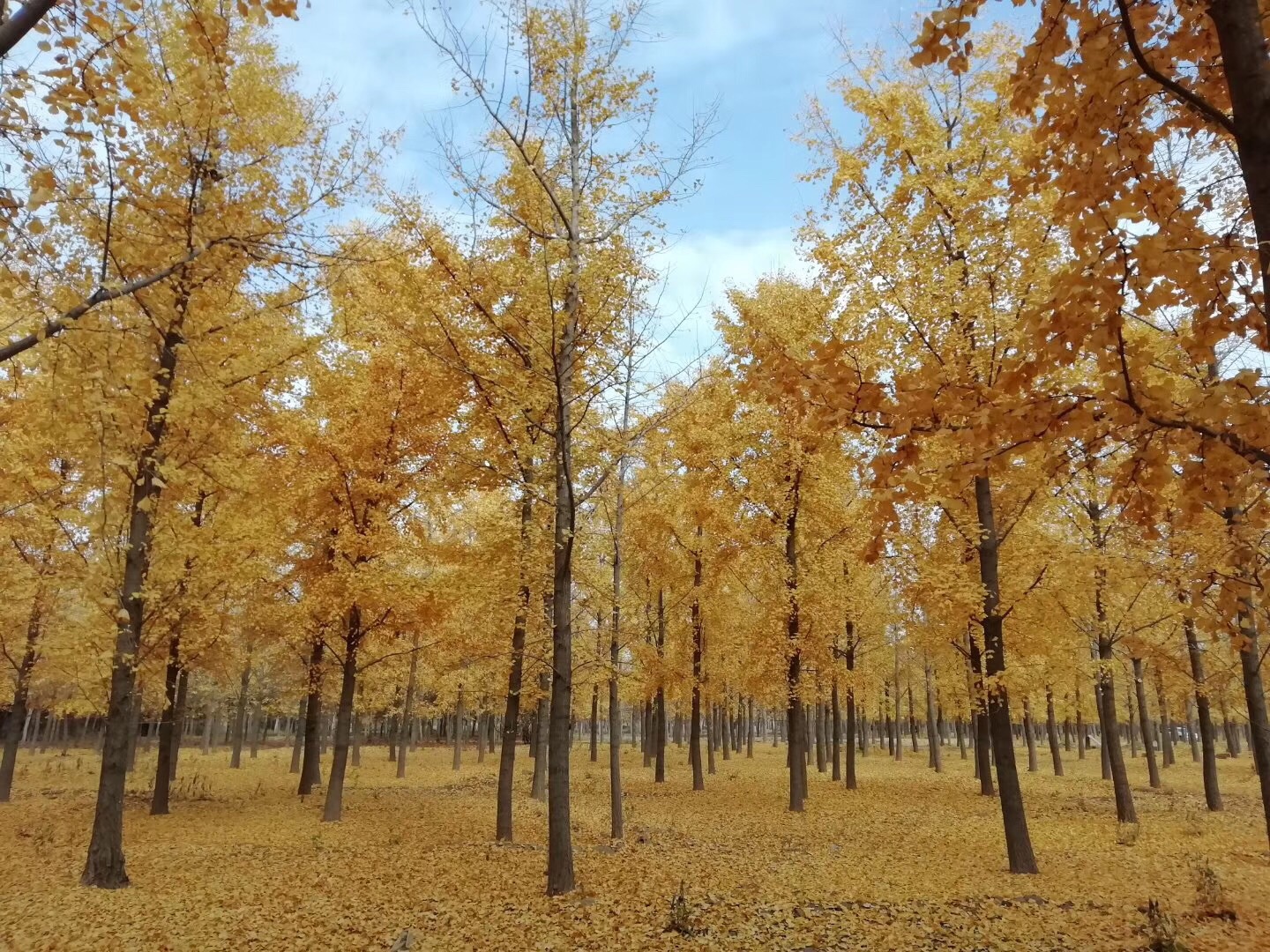 偶然路过，风景就在身边