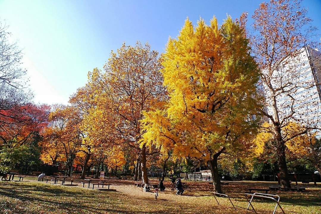 東京自助遊攻略