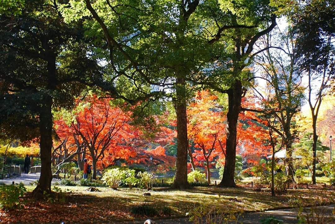 東京自助遊攻略