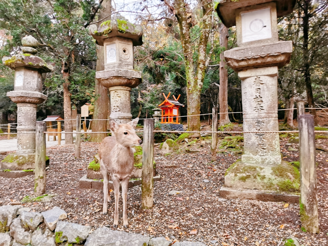 京都自助遊攻略