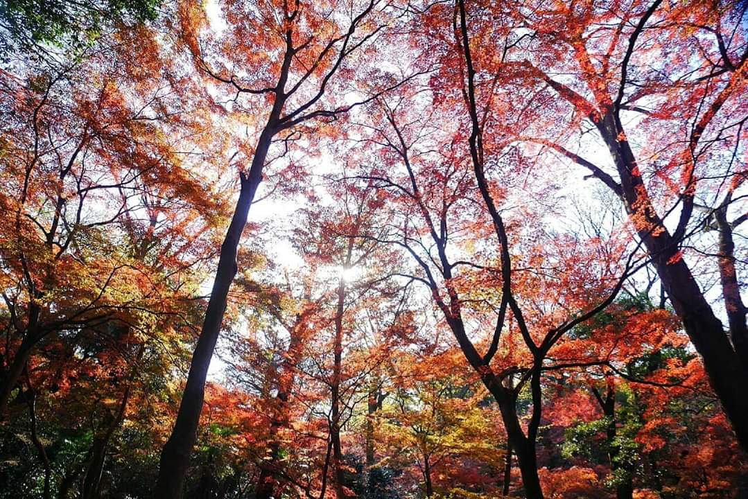 東京自助遊攻略