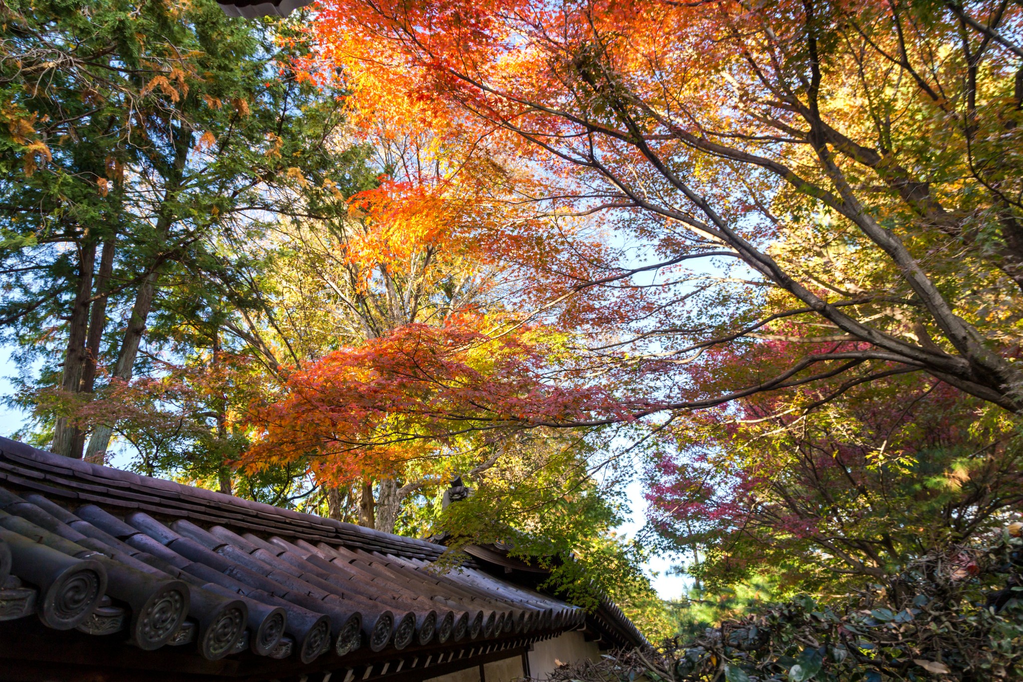 京都自助遊攻略