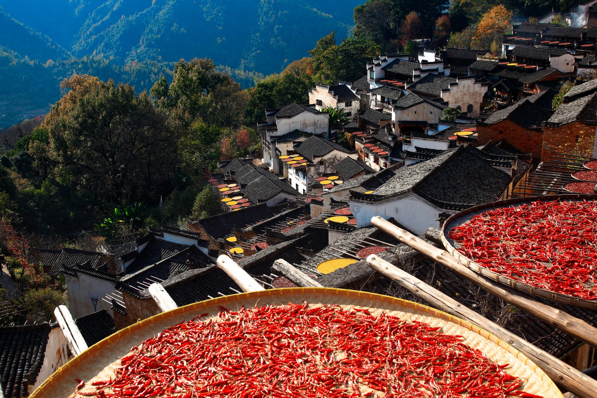 曬秋婺源】——2019年11月(溫州麗水三清山婺源石城篁嶺16天)_遊記