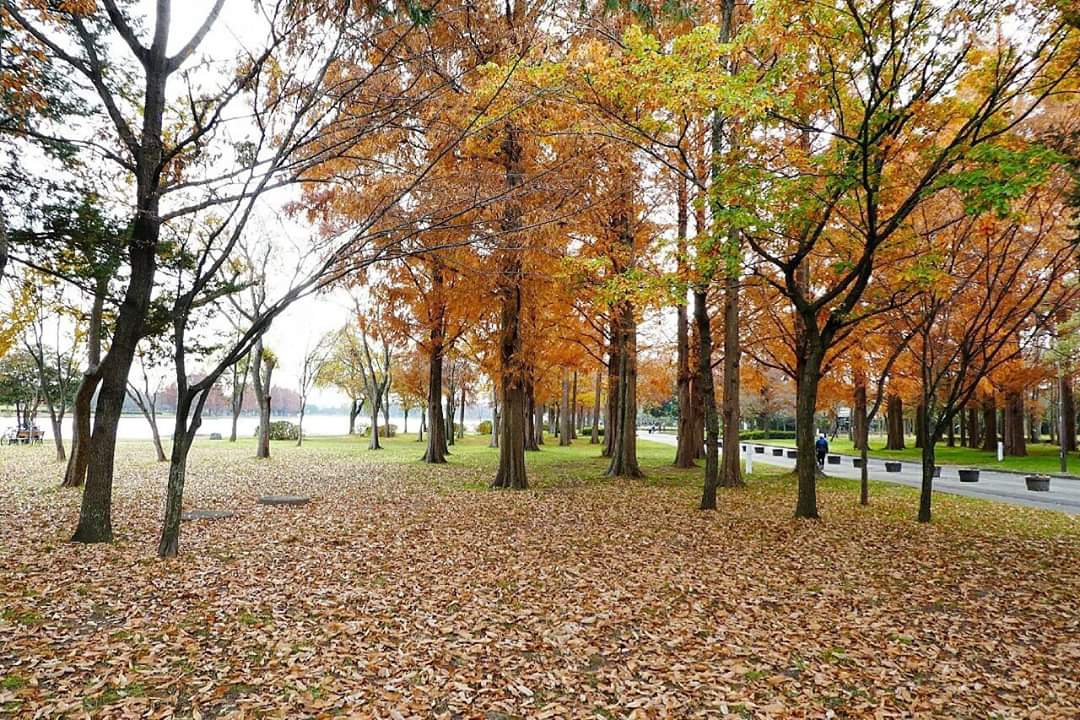 東京自助遊攻略