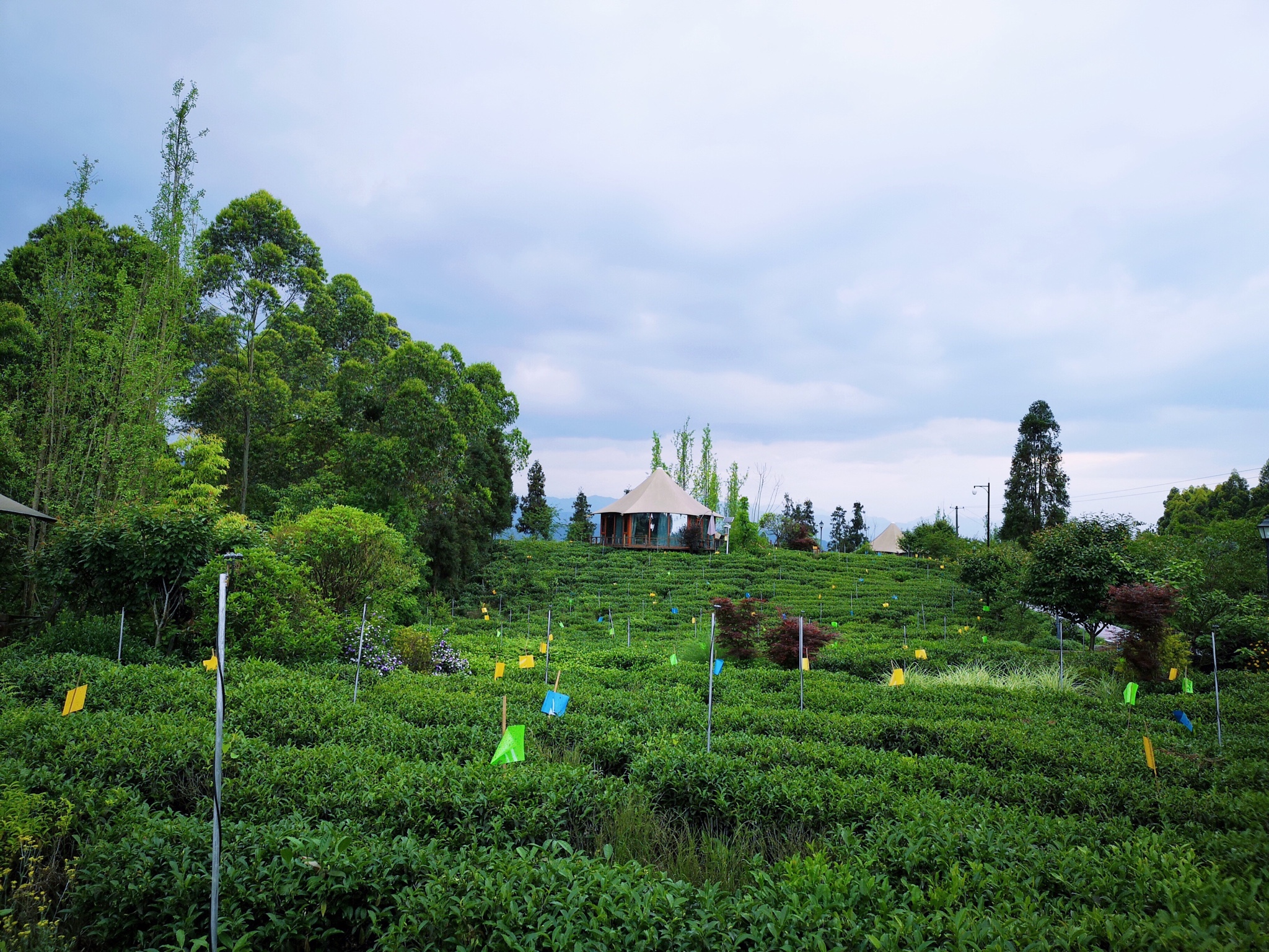 雅安世外茶源——成都周边未被发掘的拍照圣地:牛碾坪万亩茶园_游记