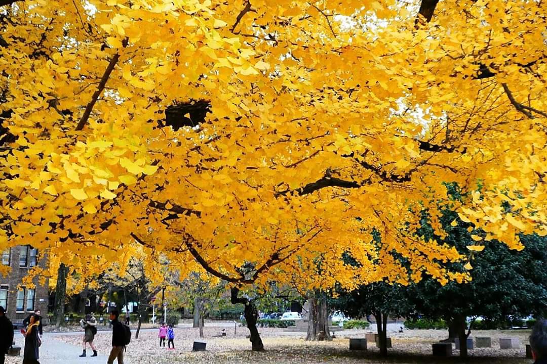 東京自助遊攻略