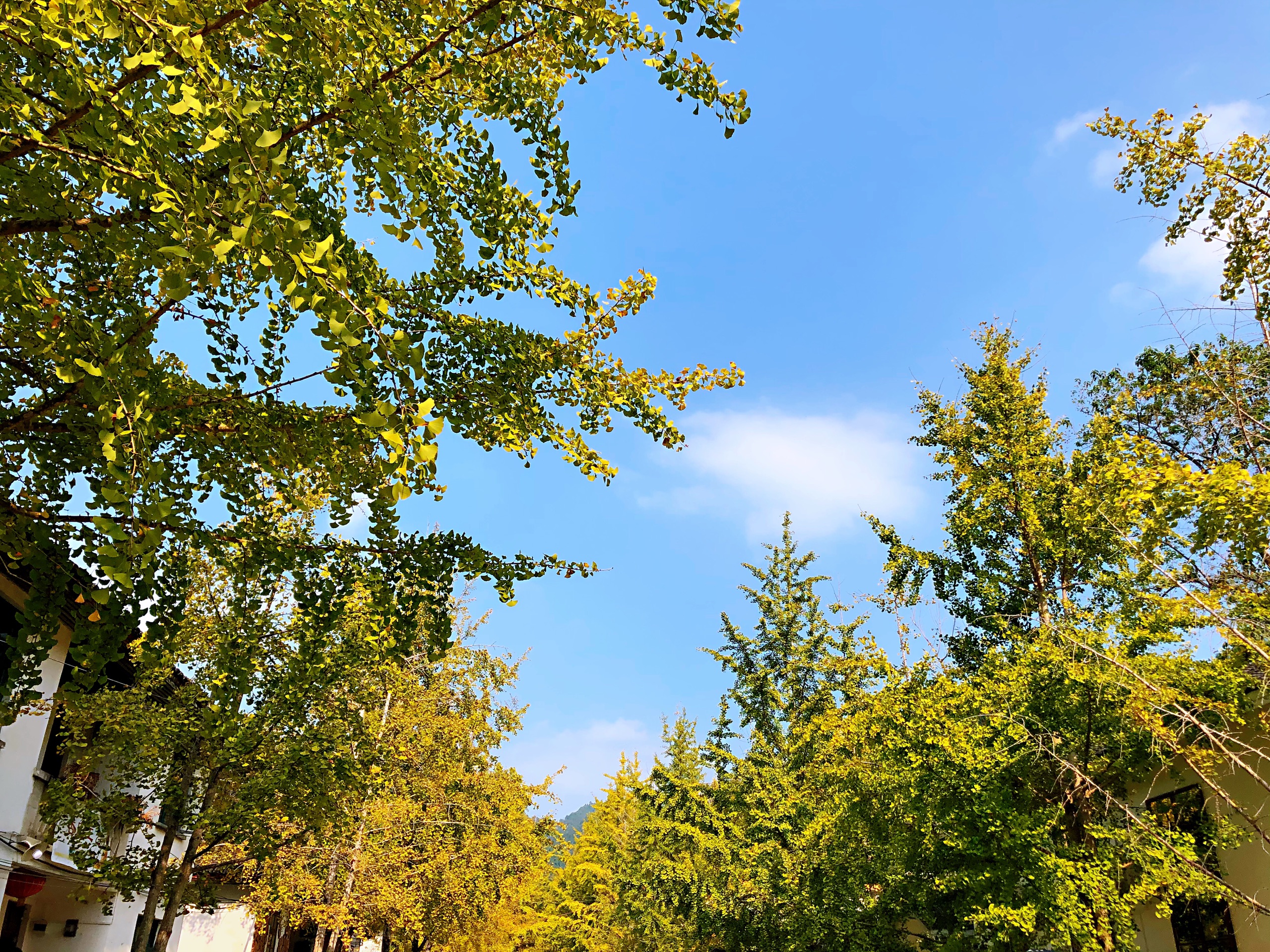 蜂評: 軍營寨 蜂評: 蒼石寨 蜂評: 廣東帽子峰森林公園 蜂評: 三影塔