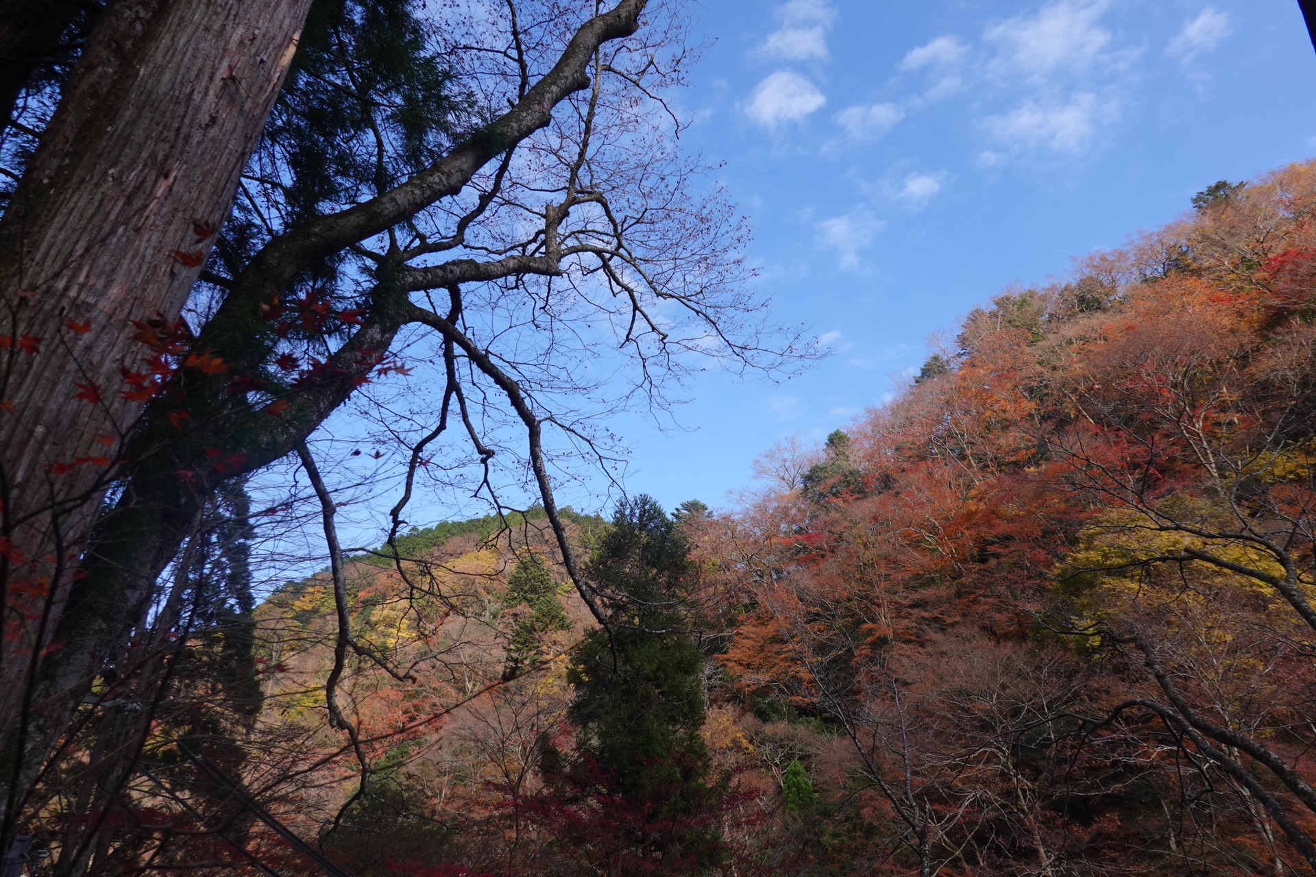 京都自助遊攻略