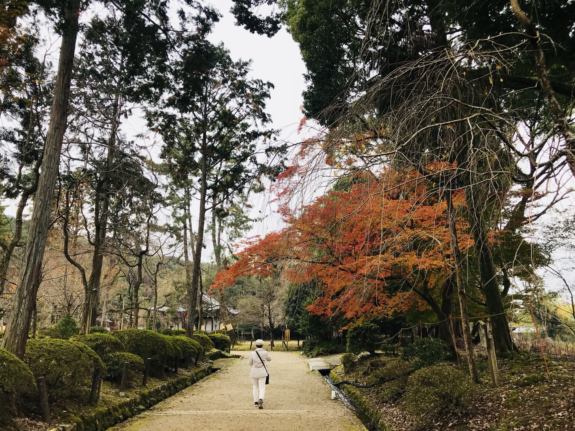 京都自助遊攻略