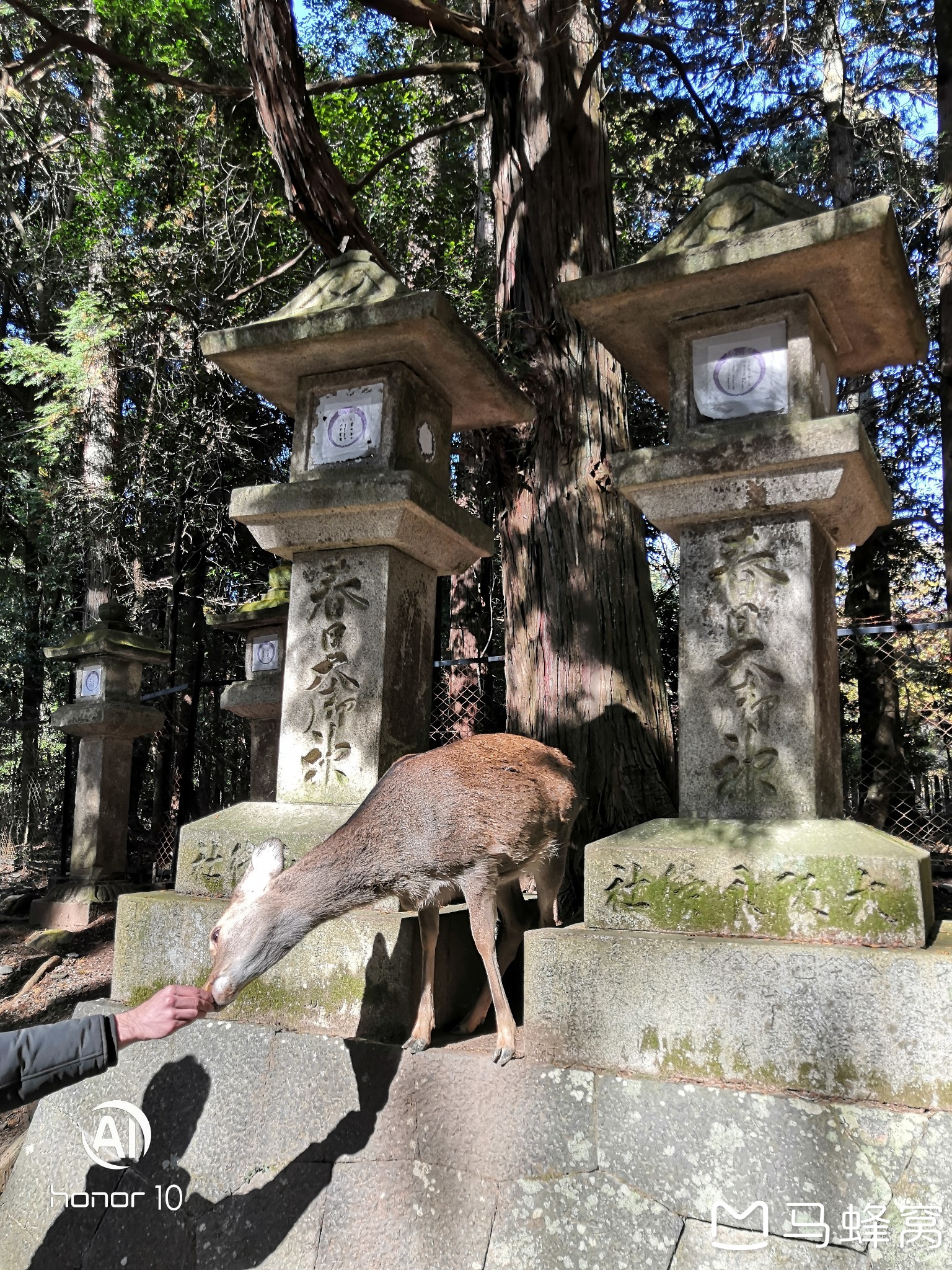 京都自助遊攻略