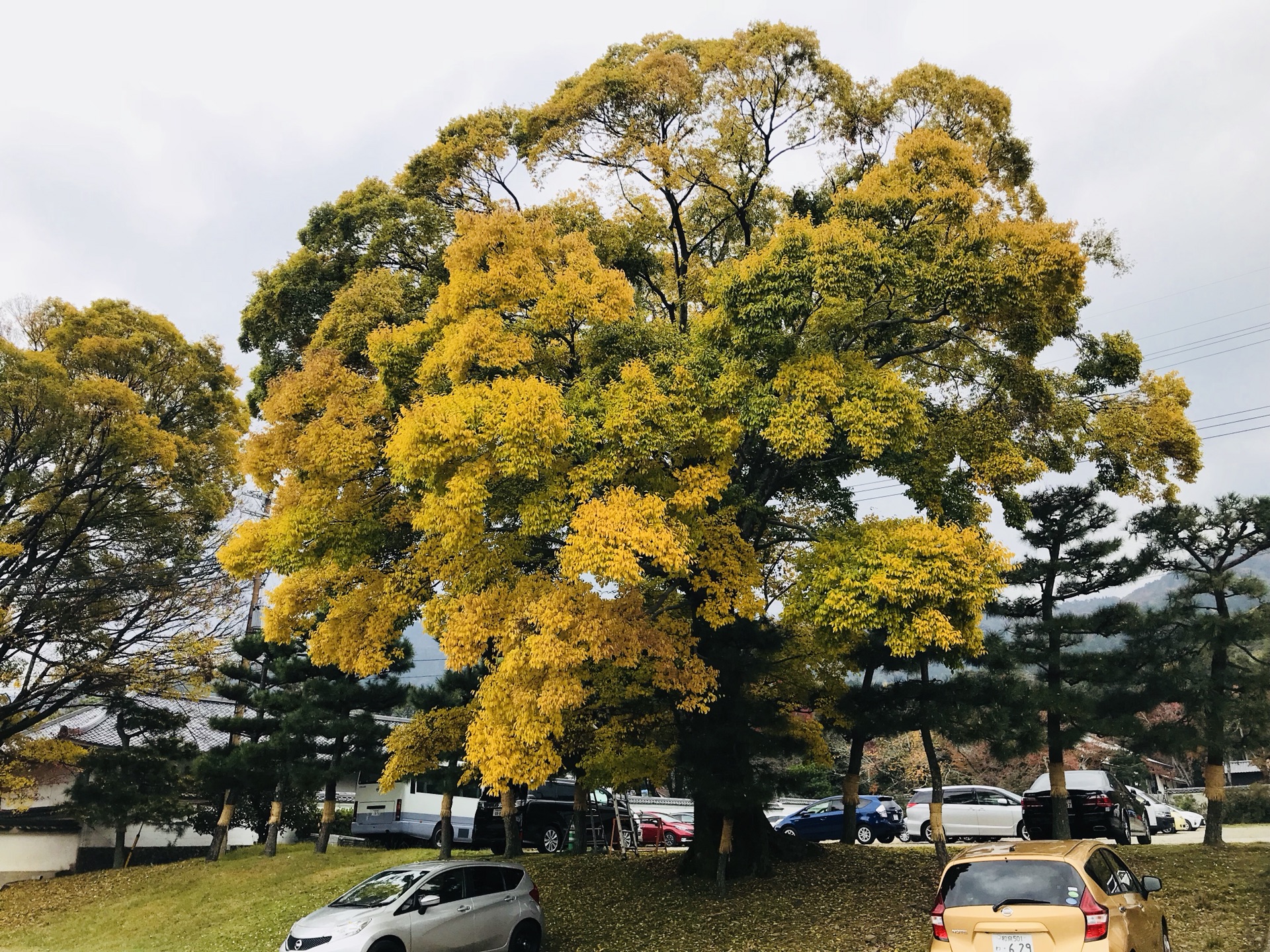 京都自助遊攻略