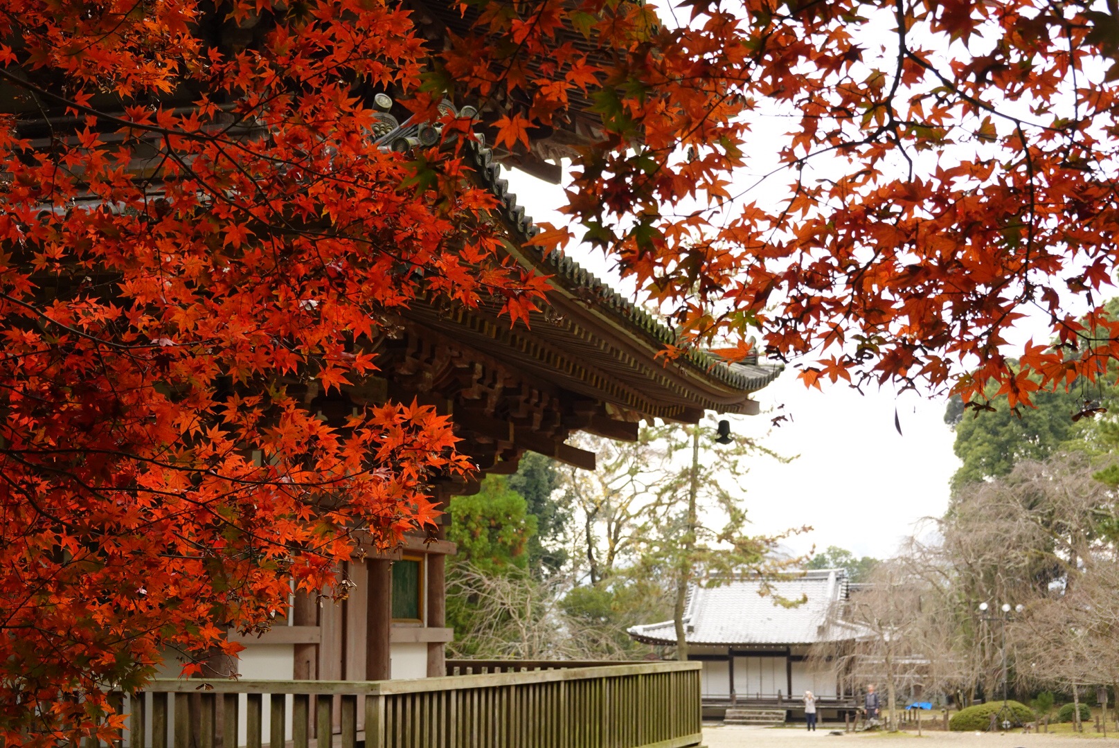 京都自助遊攻略