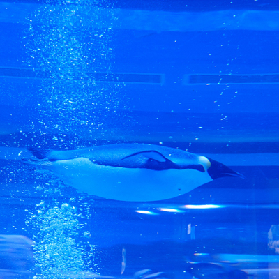 河南省 洛陽龍門海洋館電子門票(憑短信驗證碼掃碼入園)