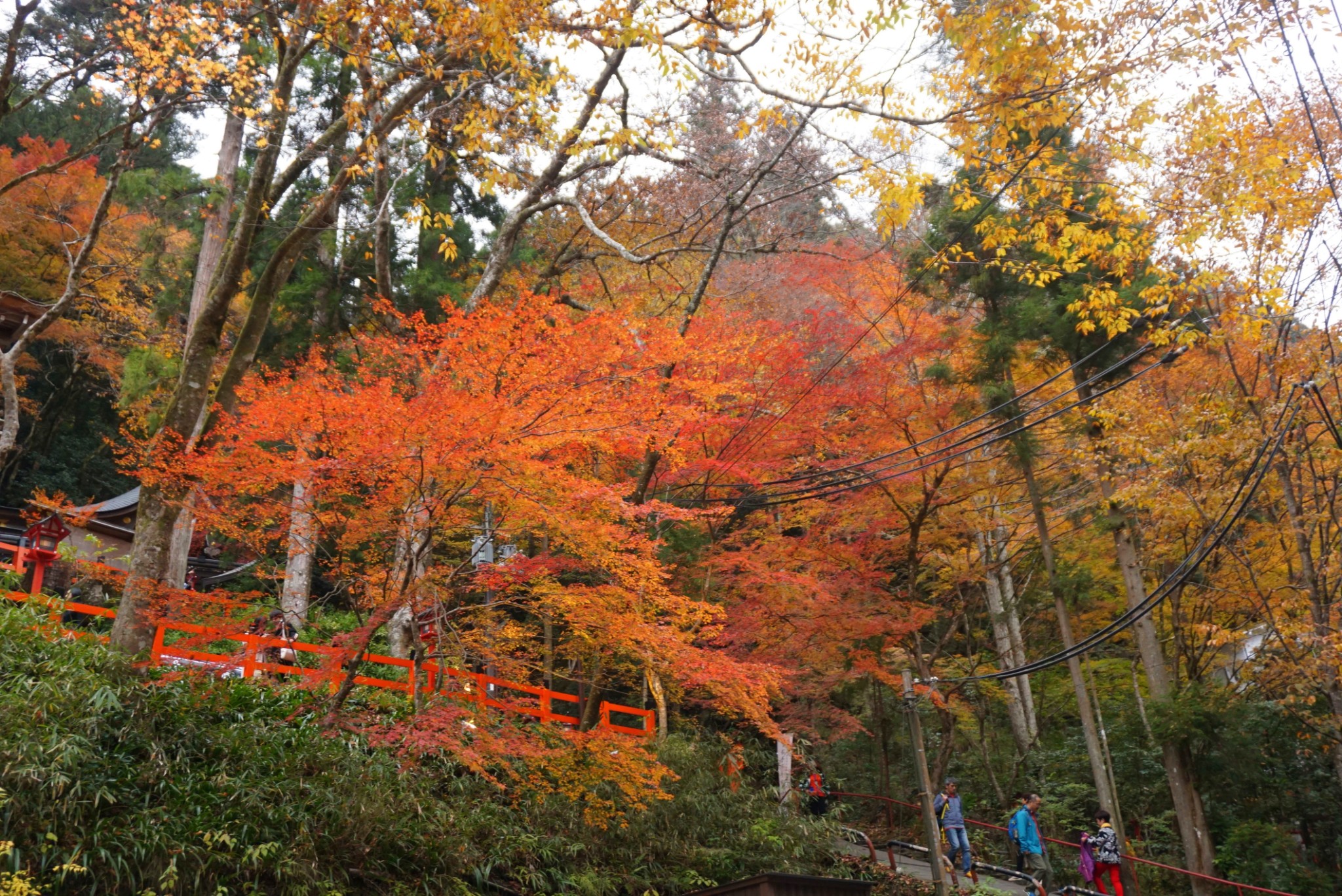 京都自助遊攻略