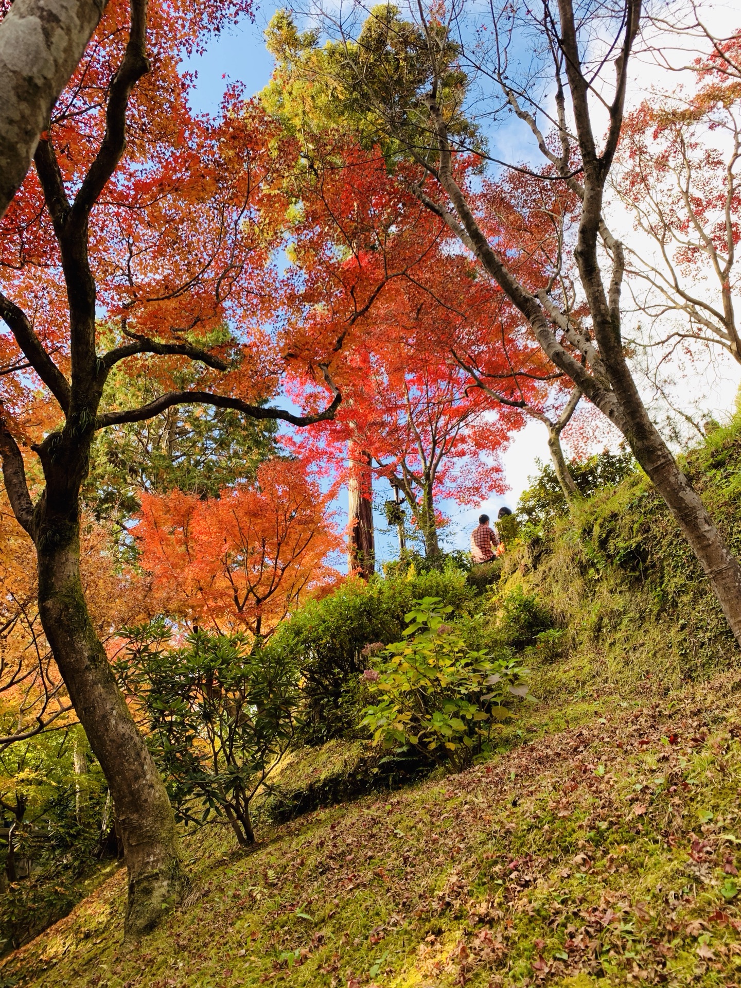 京都自助遊攻略