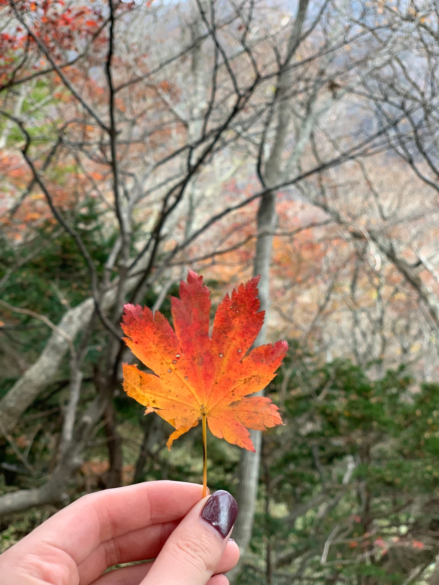 濟州島自助遊攻略