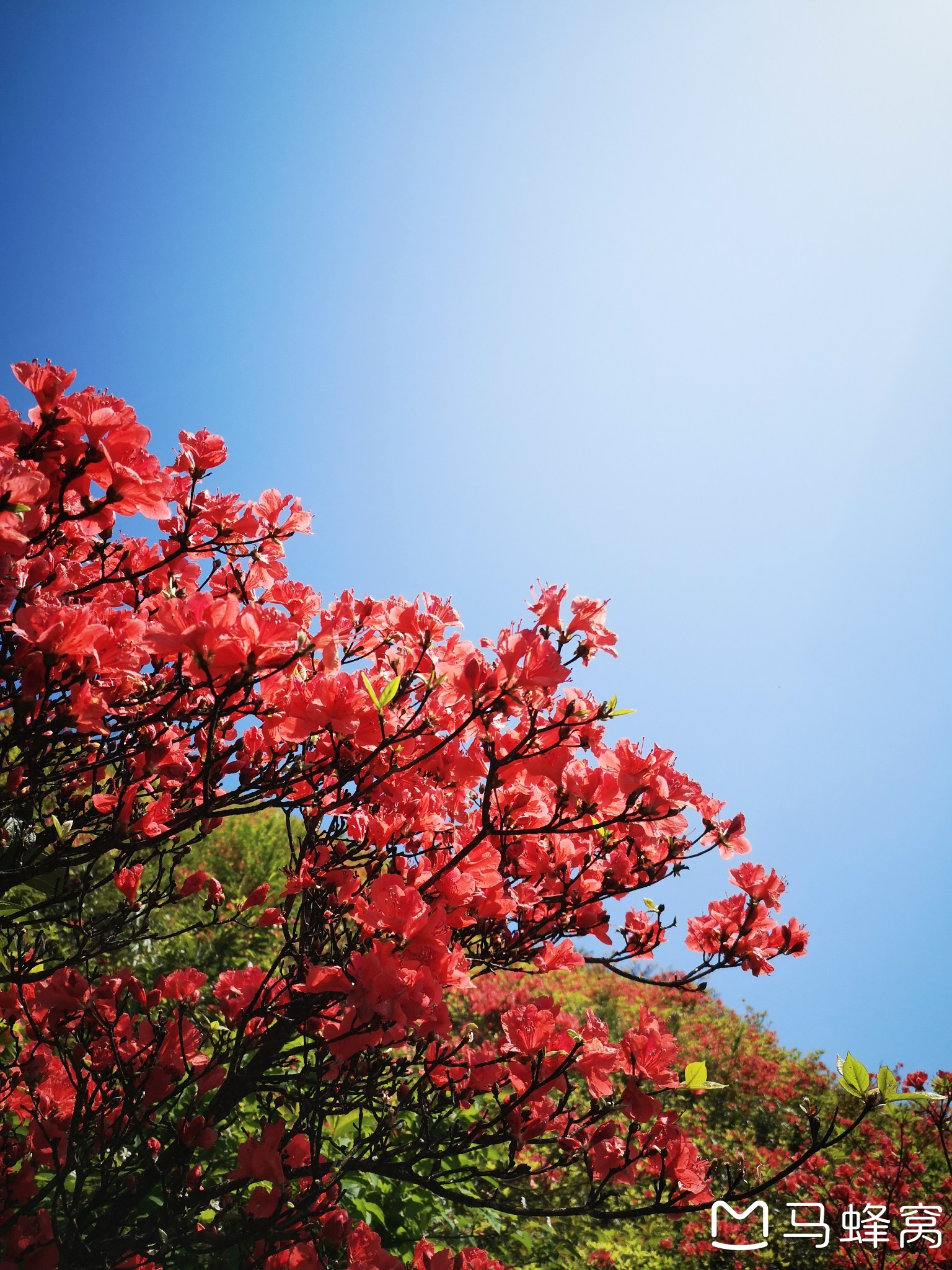 浏阳大围山杜鹃花开漫山红遍