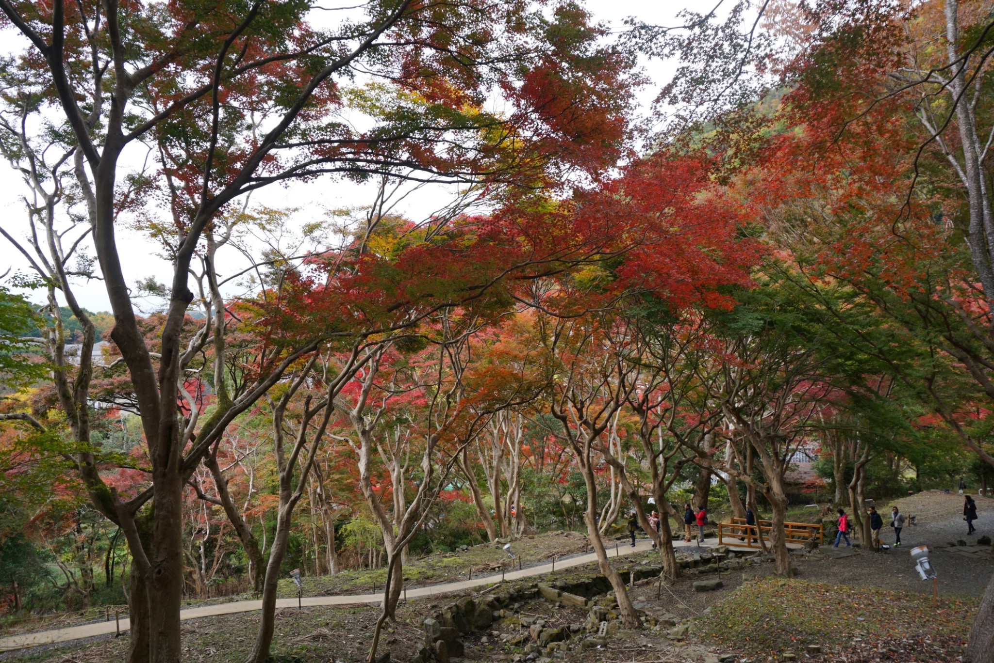 京都自助遊攻略