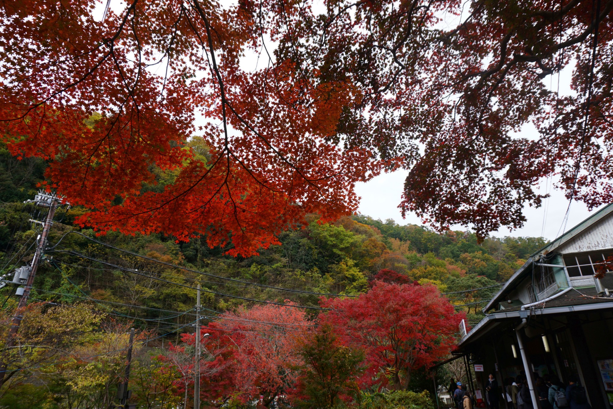 京都自助遊攻略