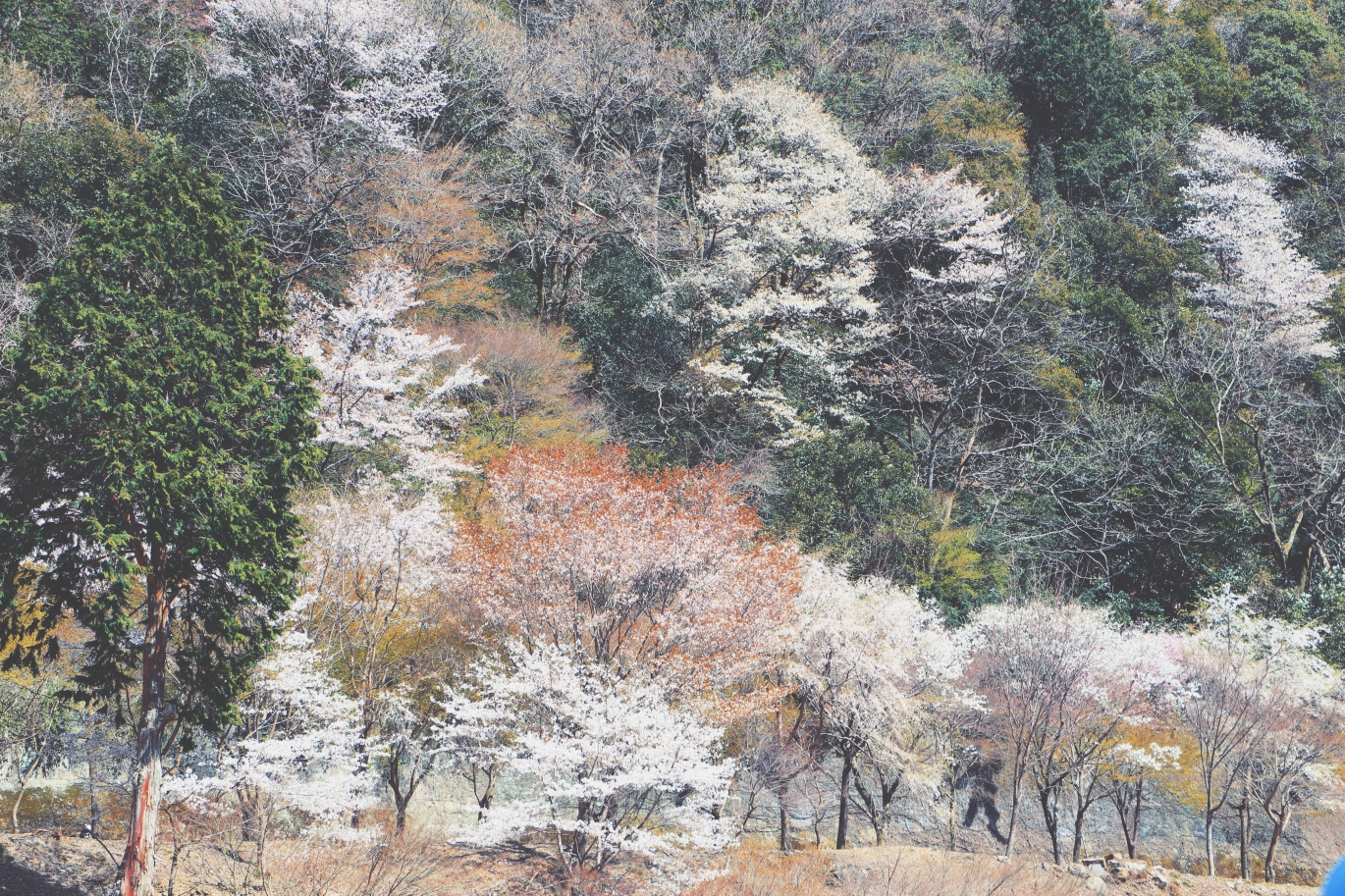 京都自助遊攻略