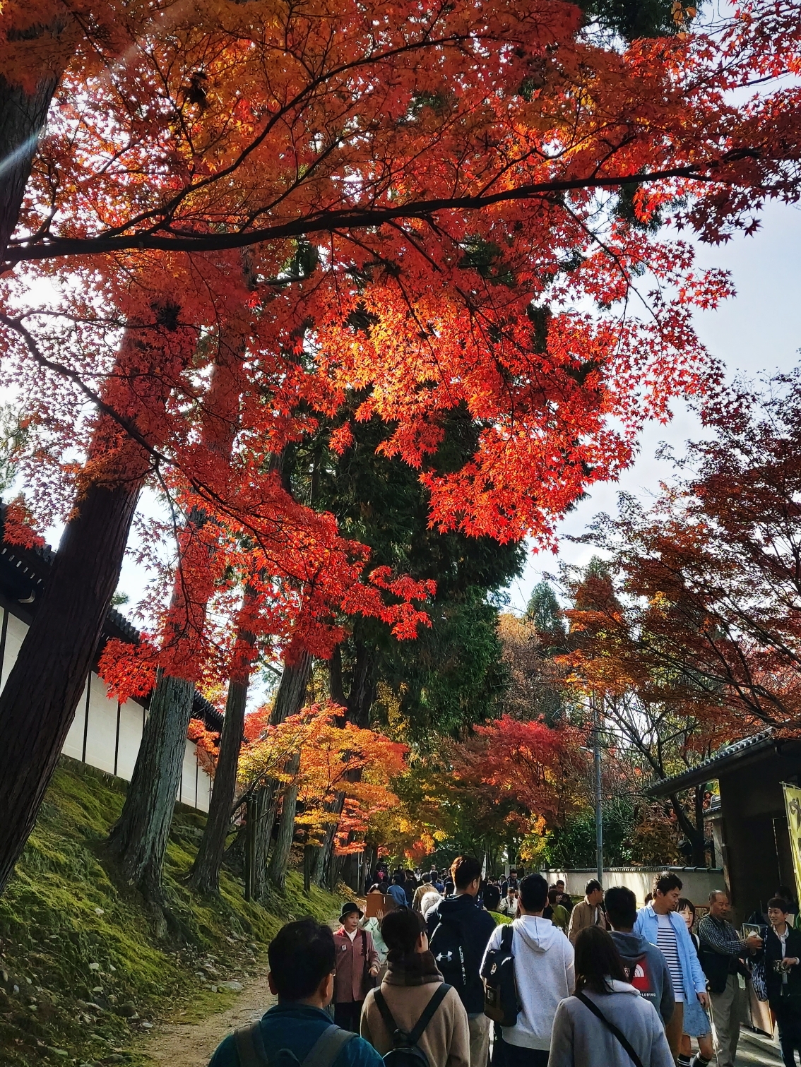 京都自助遊攻略