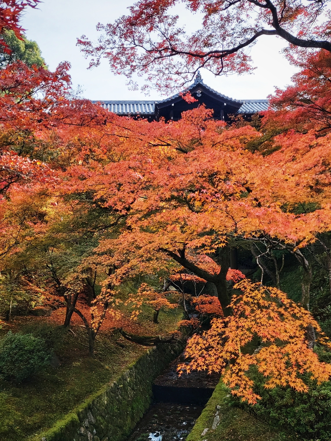 京都自助遊攻略