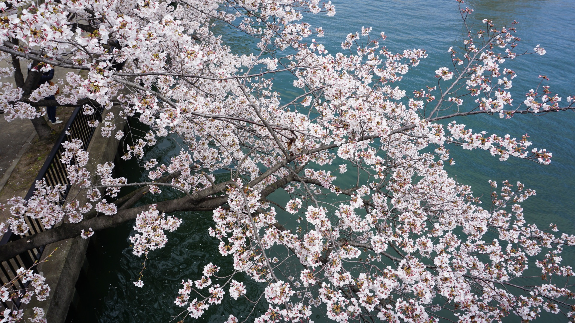 2019關西櫻花季4日遊,大阪旅遊攻略 - 馬蜂窩