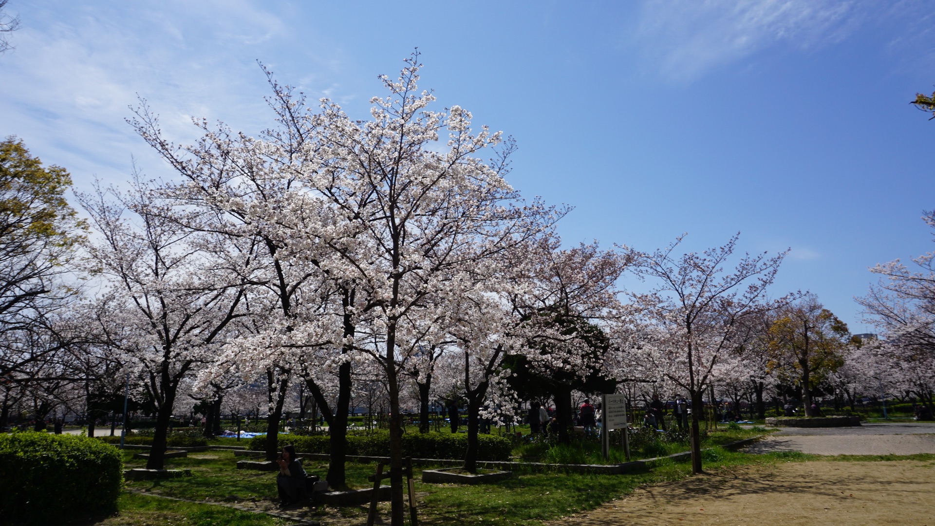 2019關西櫻花季4日遊,大阪旅遊攻略 - 馬蜂窩