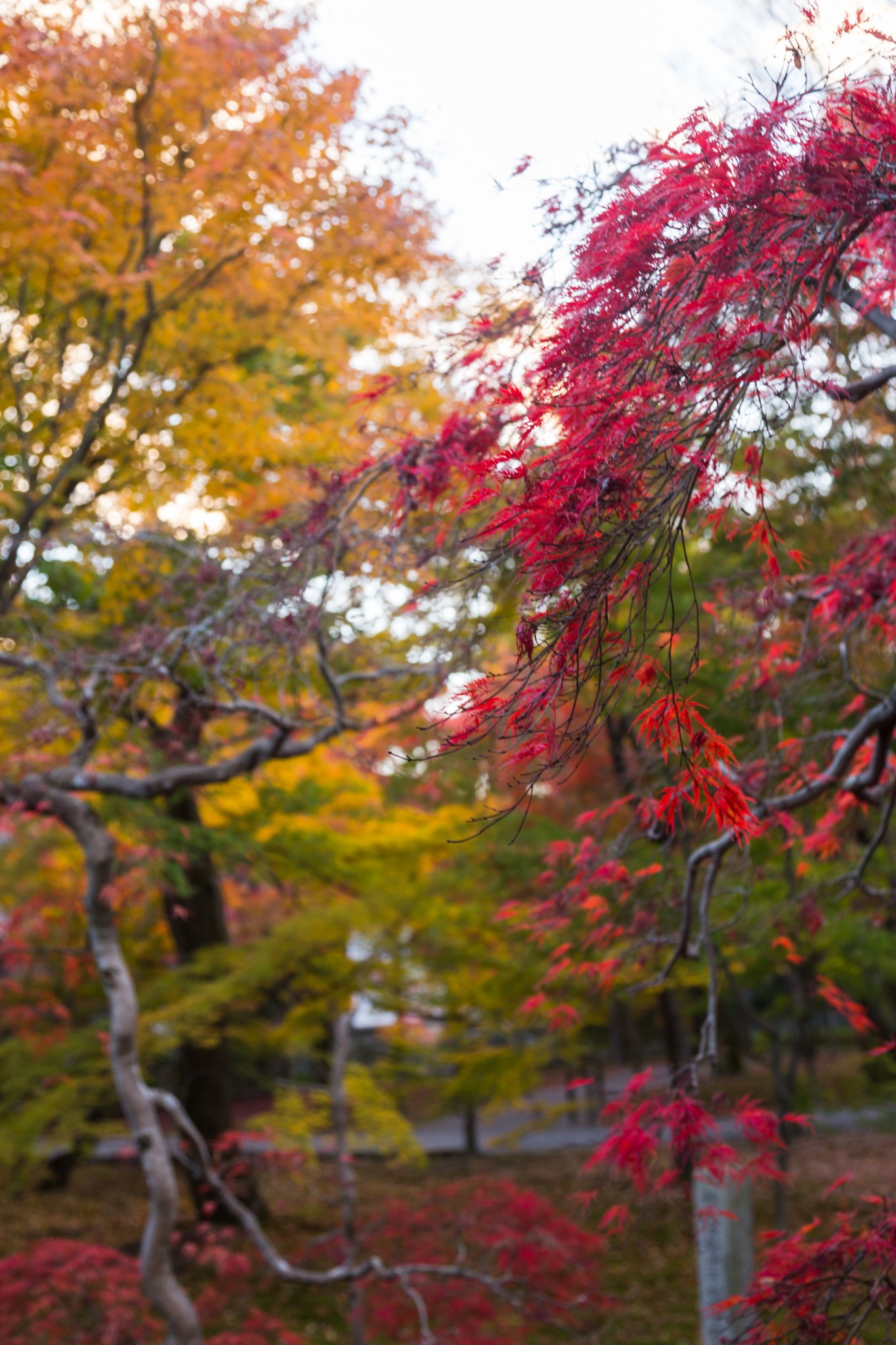 京都自助遊攻略