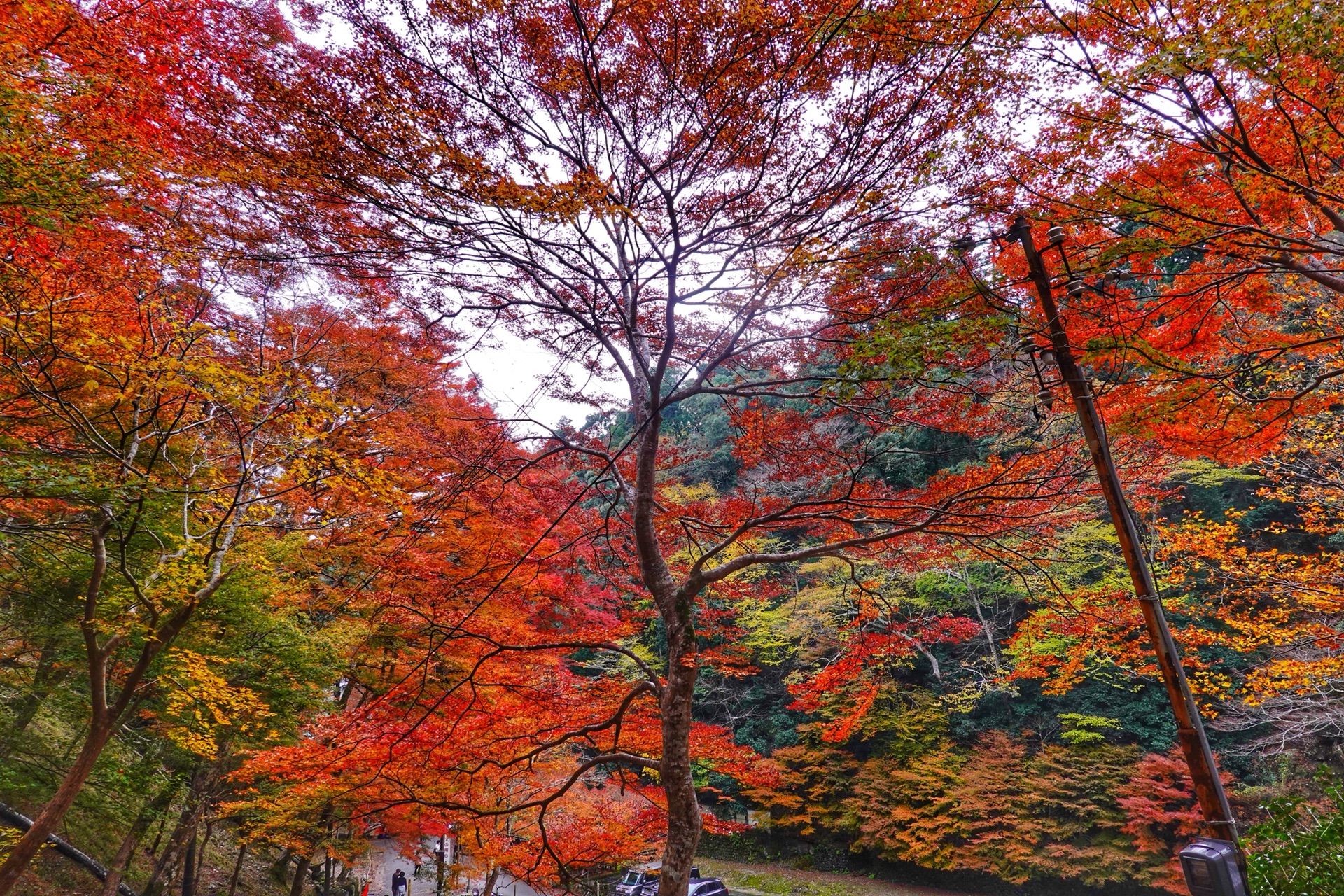 京都自助遊攻略