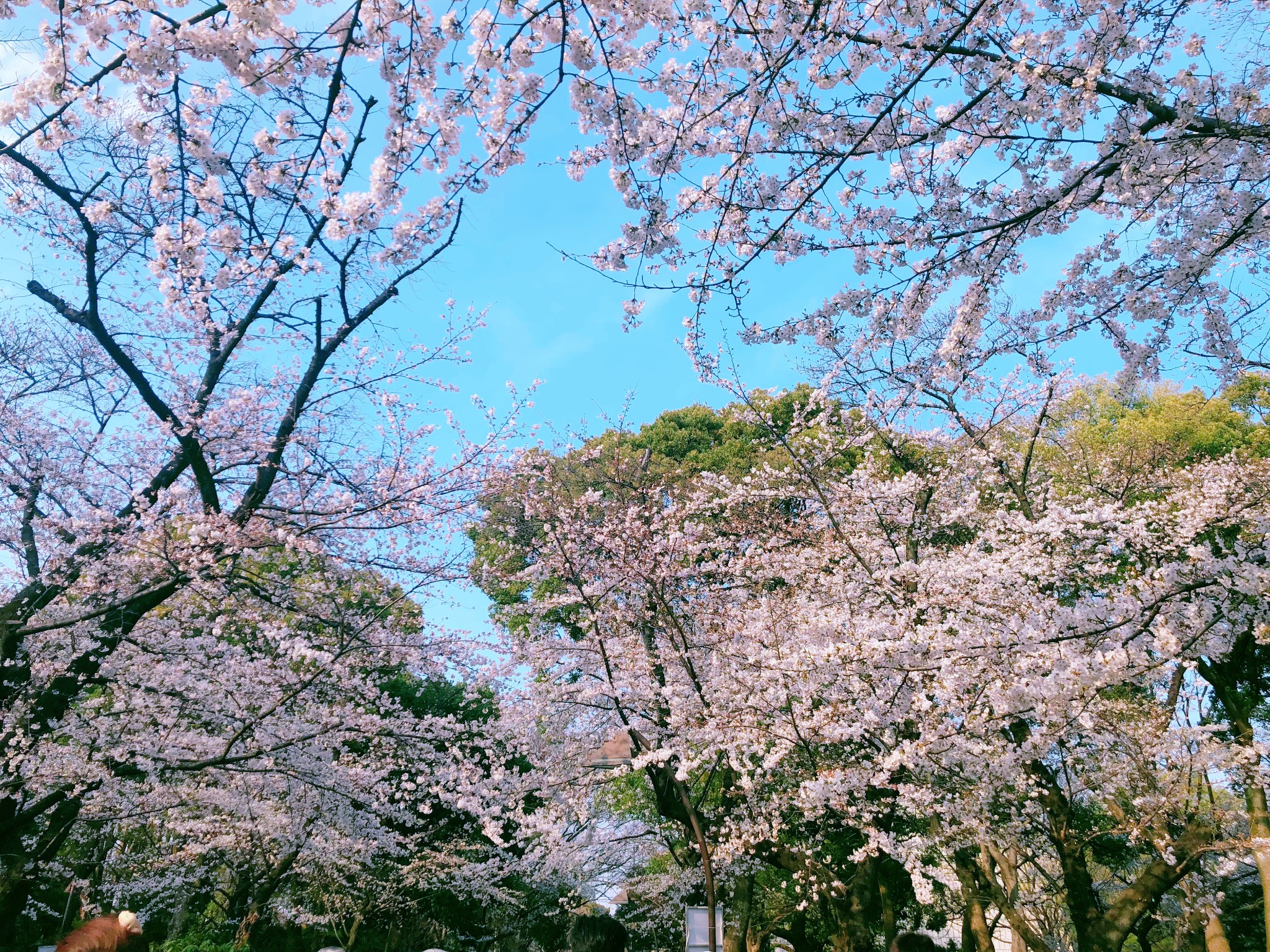 東京自助遊攻略