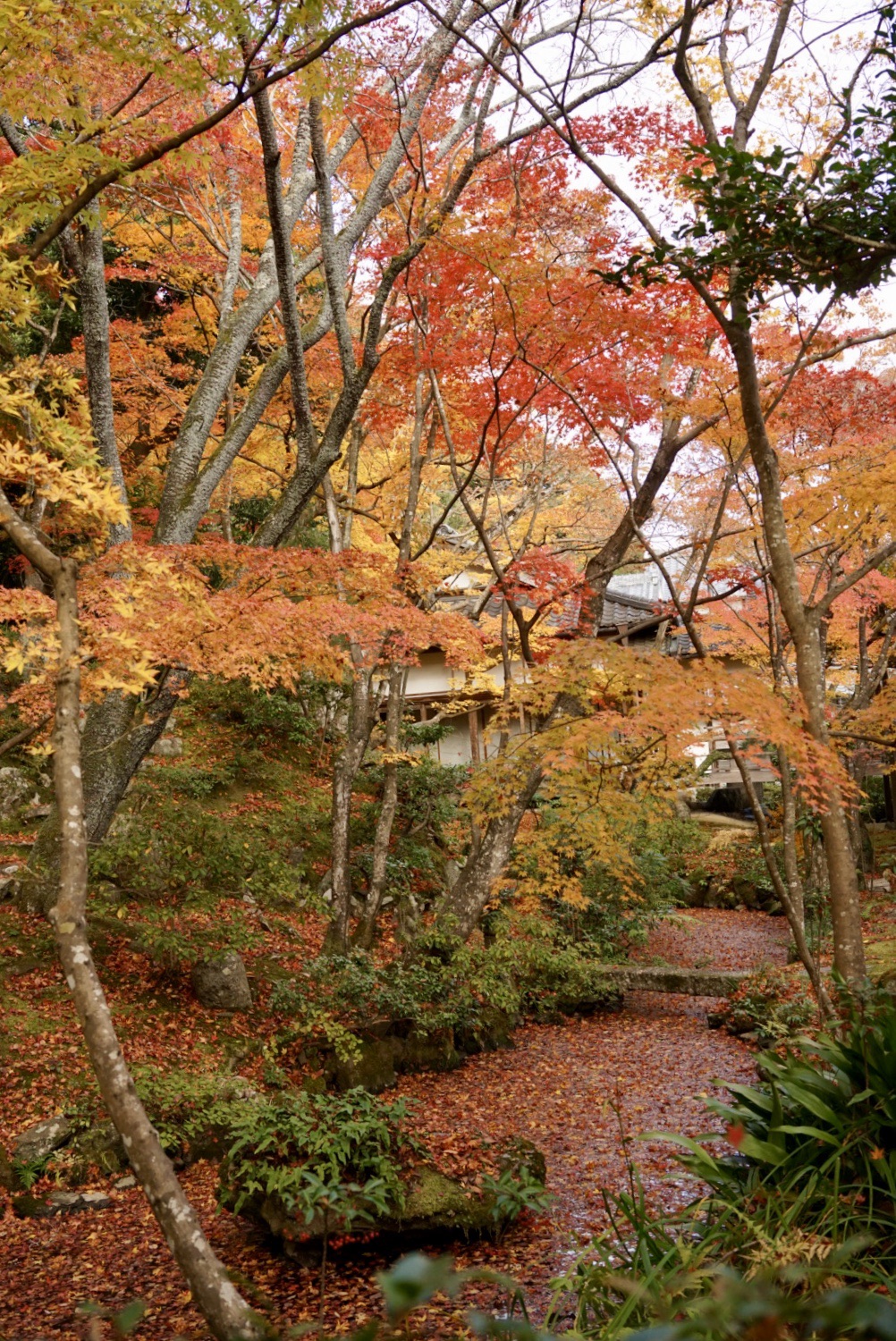 京都自助遊攻略