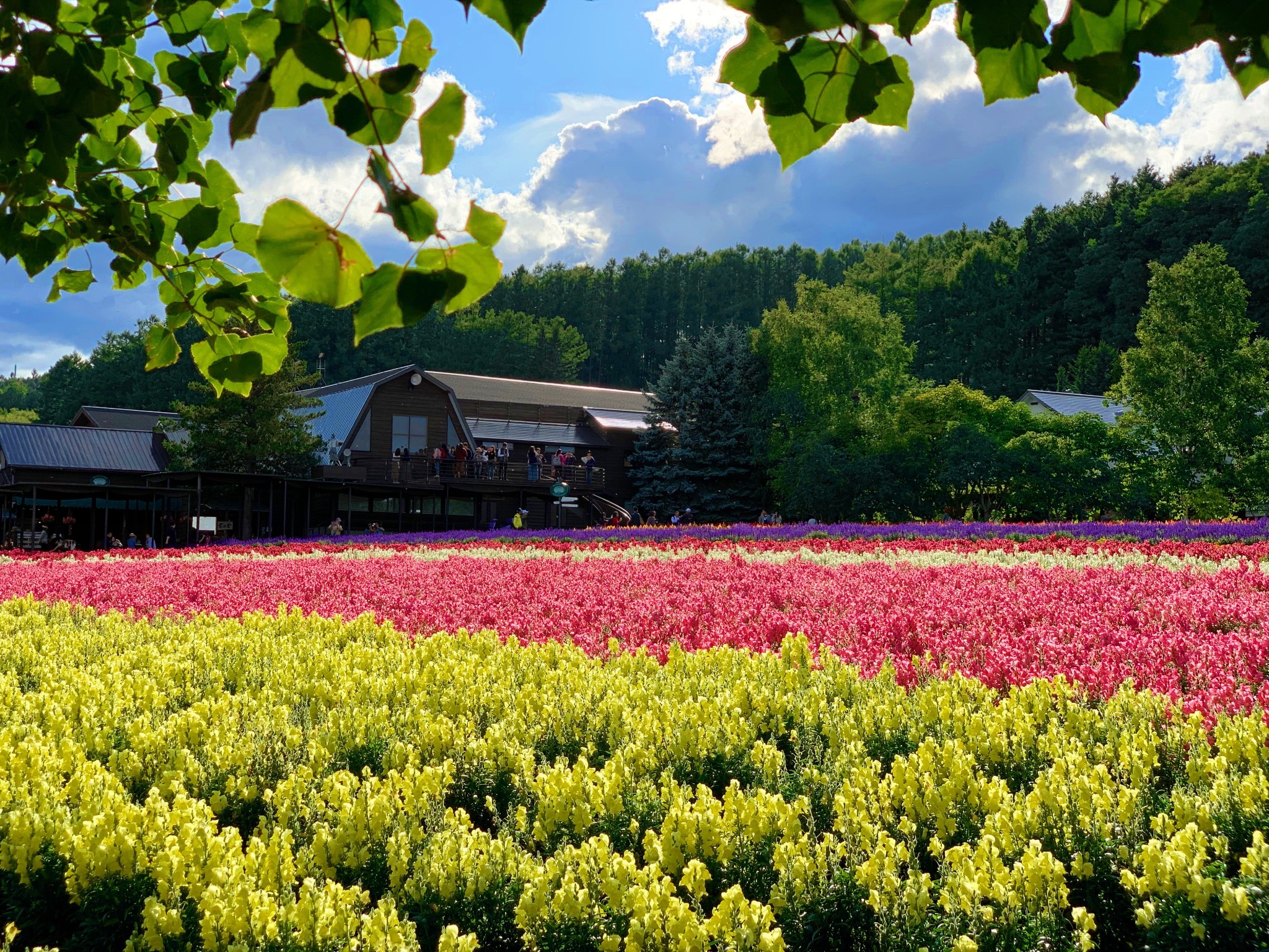 北海道自助遊攻略