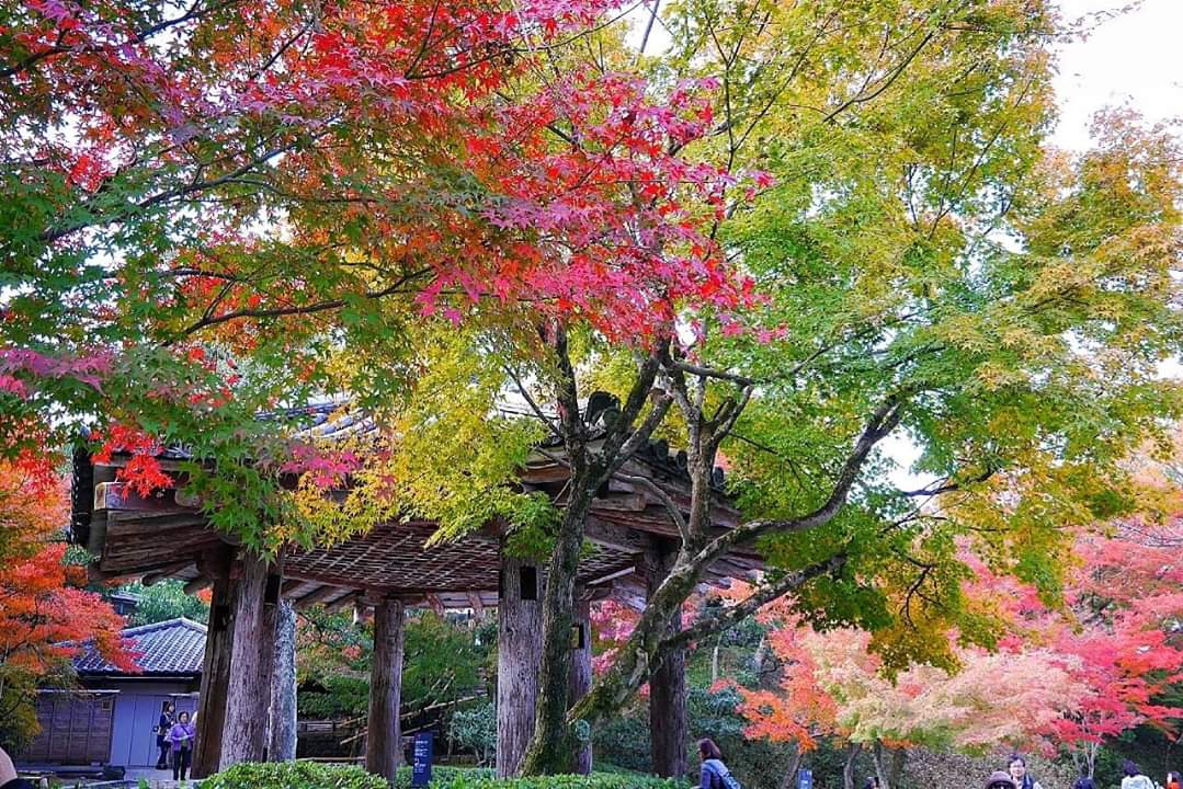 京都自助遊攻略