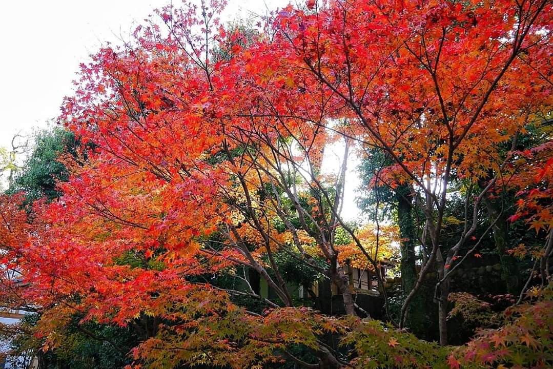 京都自助遊攻略