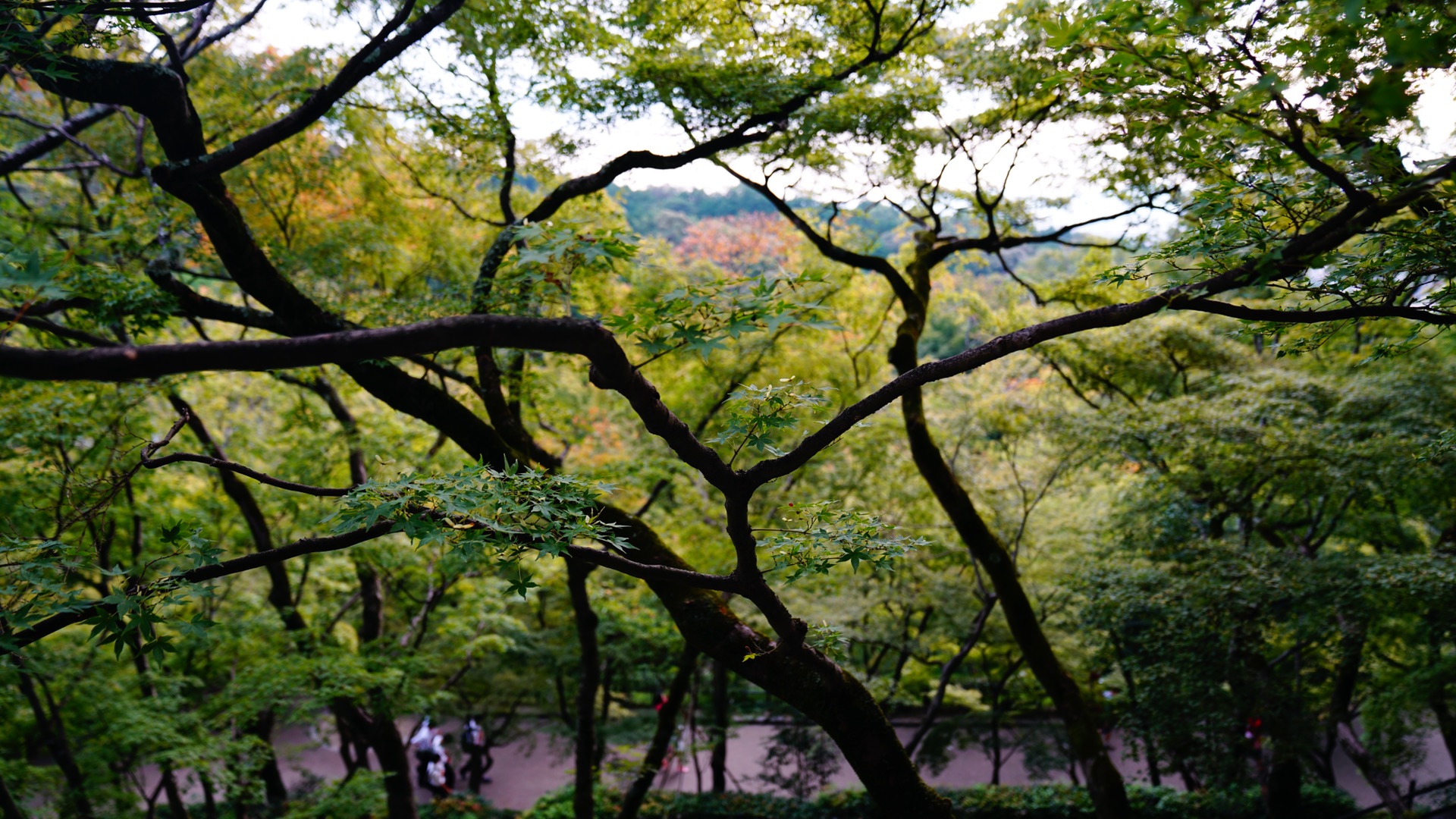 京都自助遊攻略