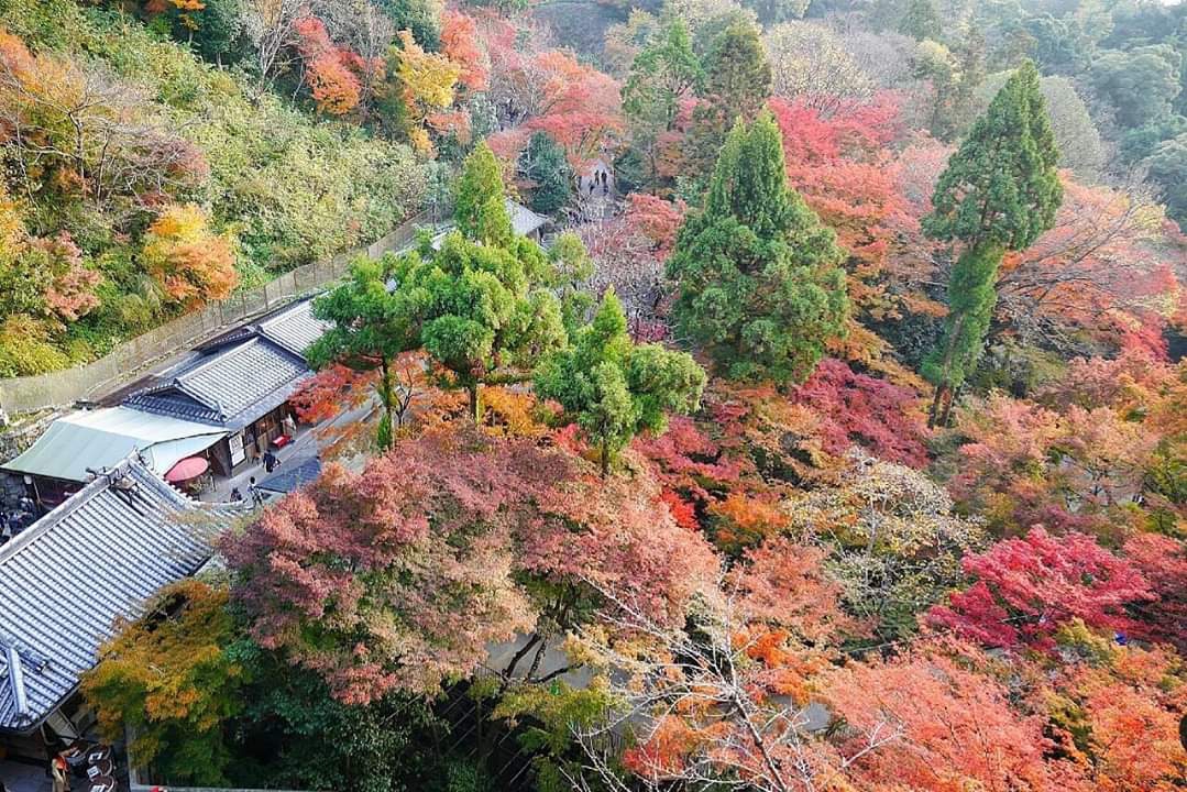 京都自助遊攻略