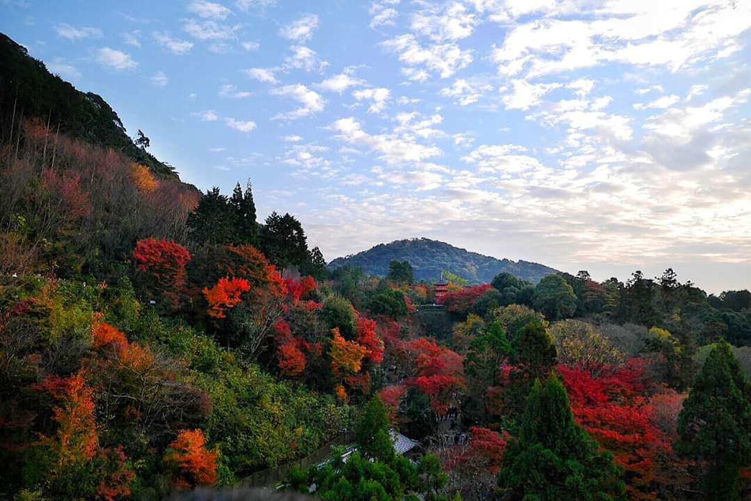 京都自助遊攻略