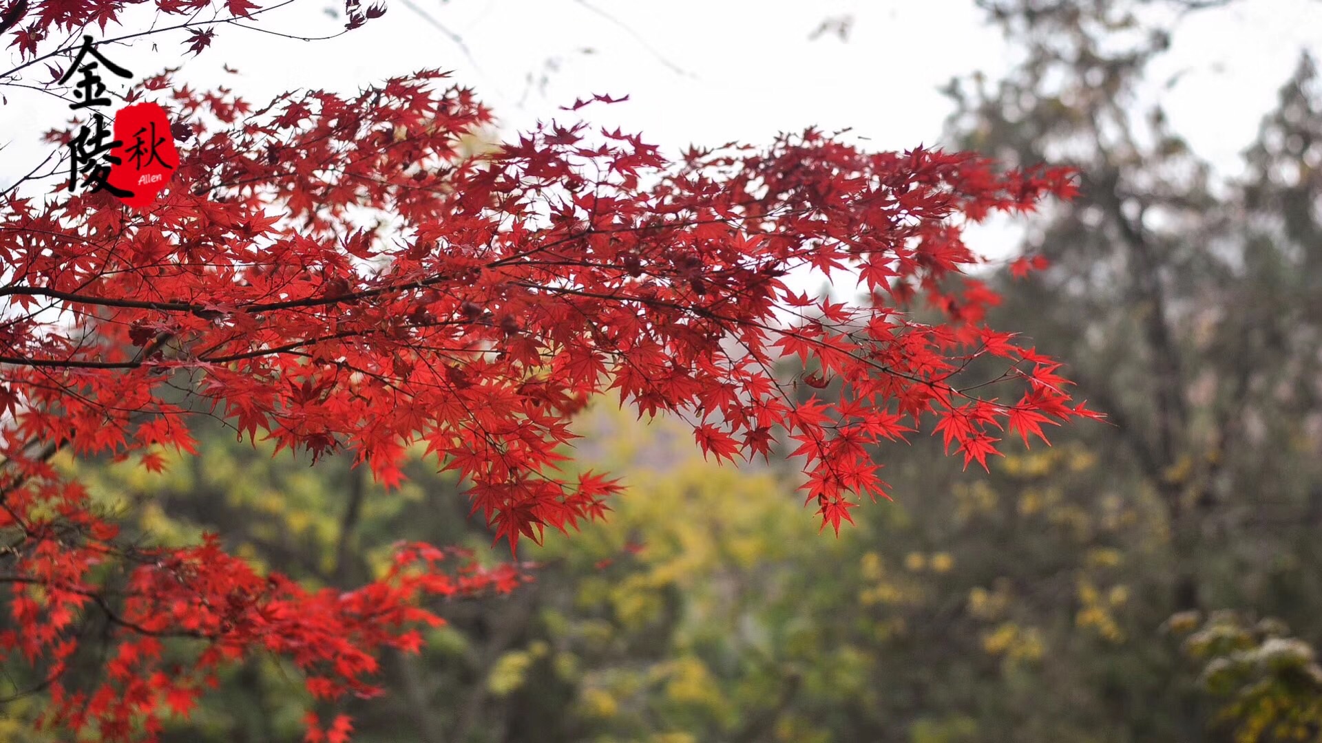 親測攻略棲霞山楓葉開始紅了速去南京打卡60