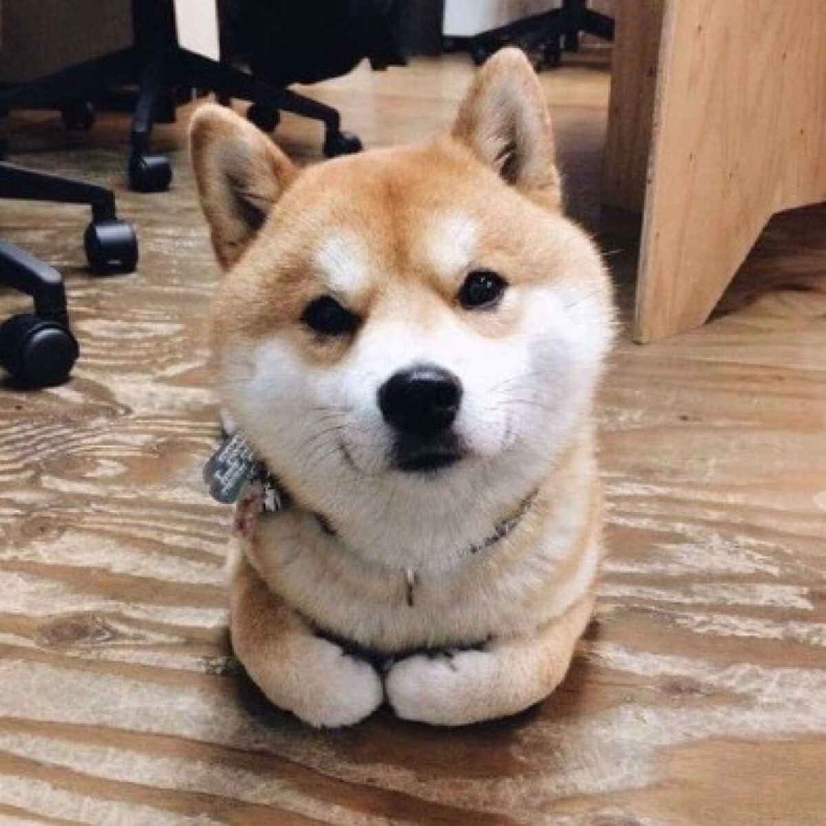 柴犬